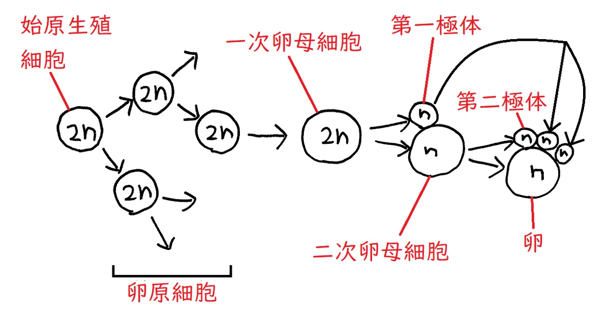 【高校生物】遺伝①「減数分裂とはどのような分裂か?」|矢口はっぴー