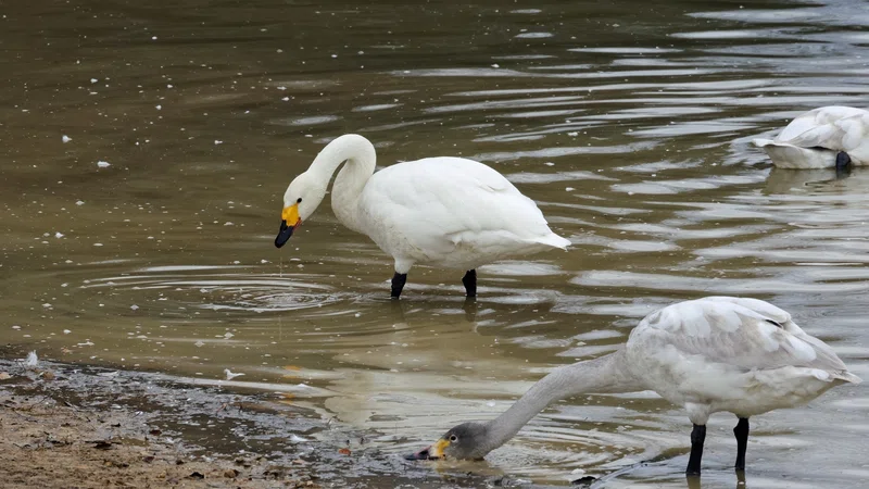 ガンカモ調査でのコハクチョウ|神戸の野鳥note@きたの みつよし