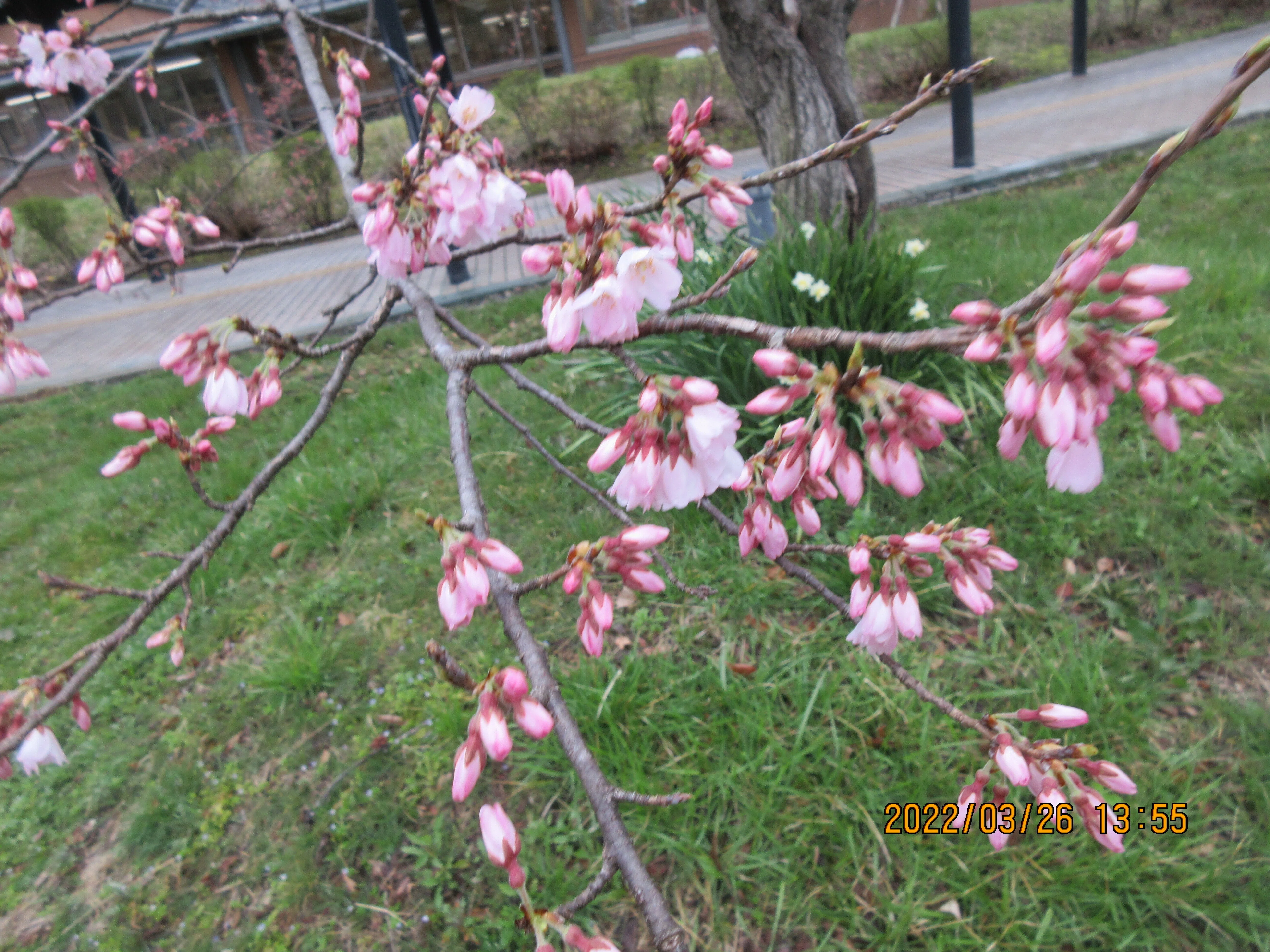 エドヒガン（淡墨桜）花弁の色彩変化を楽しむ（特集）｜東近江トレイル