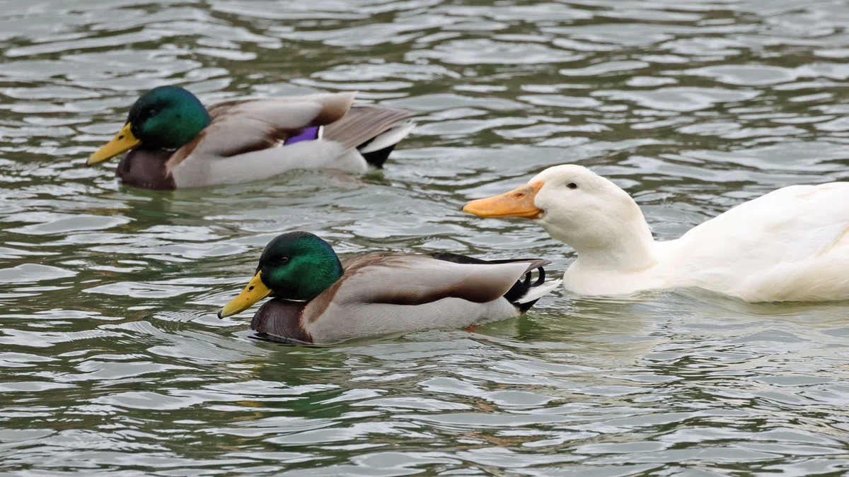ガンカモ調査でのカモたち|神戸の野鳥note@きたの みつよし