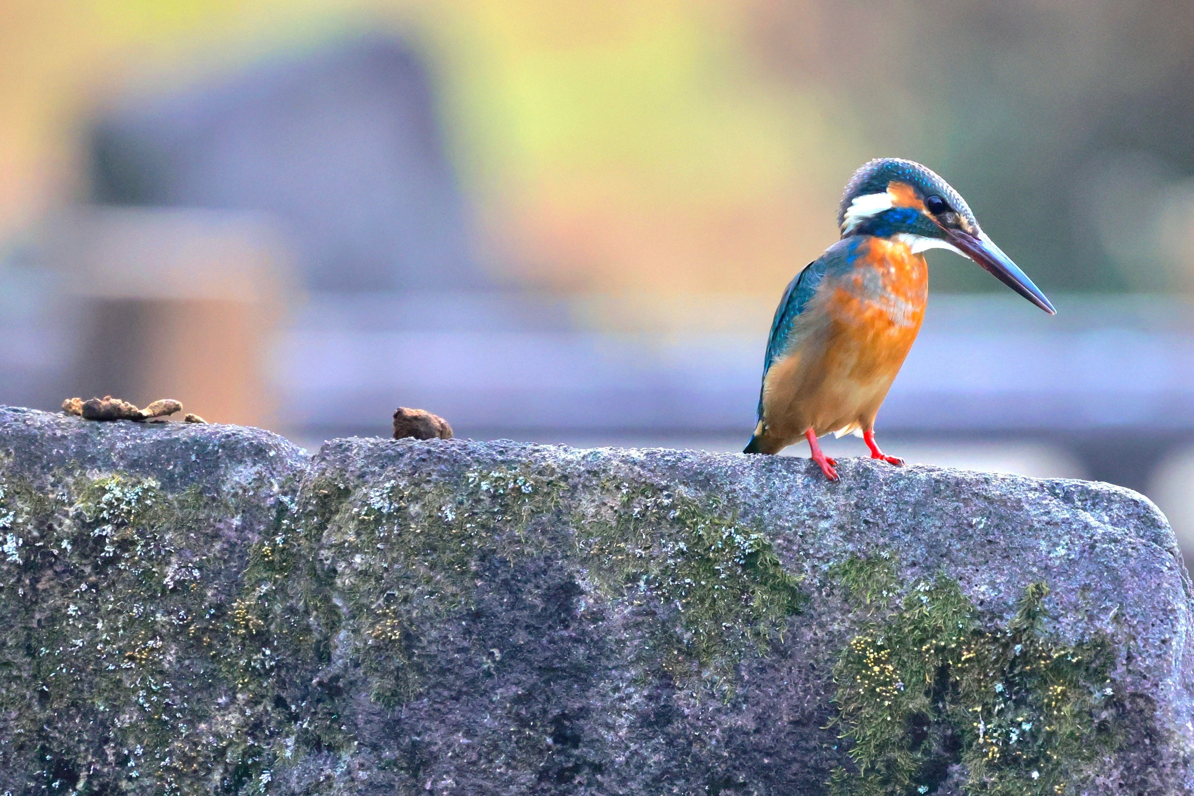 大東京カワセミ日記155 オスは池でモツゴを メスは川で中国産ヌマエビ