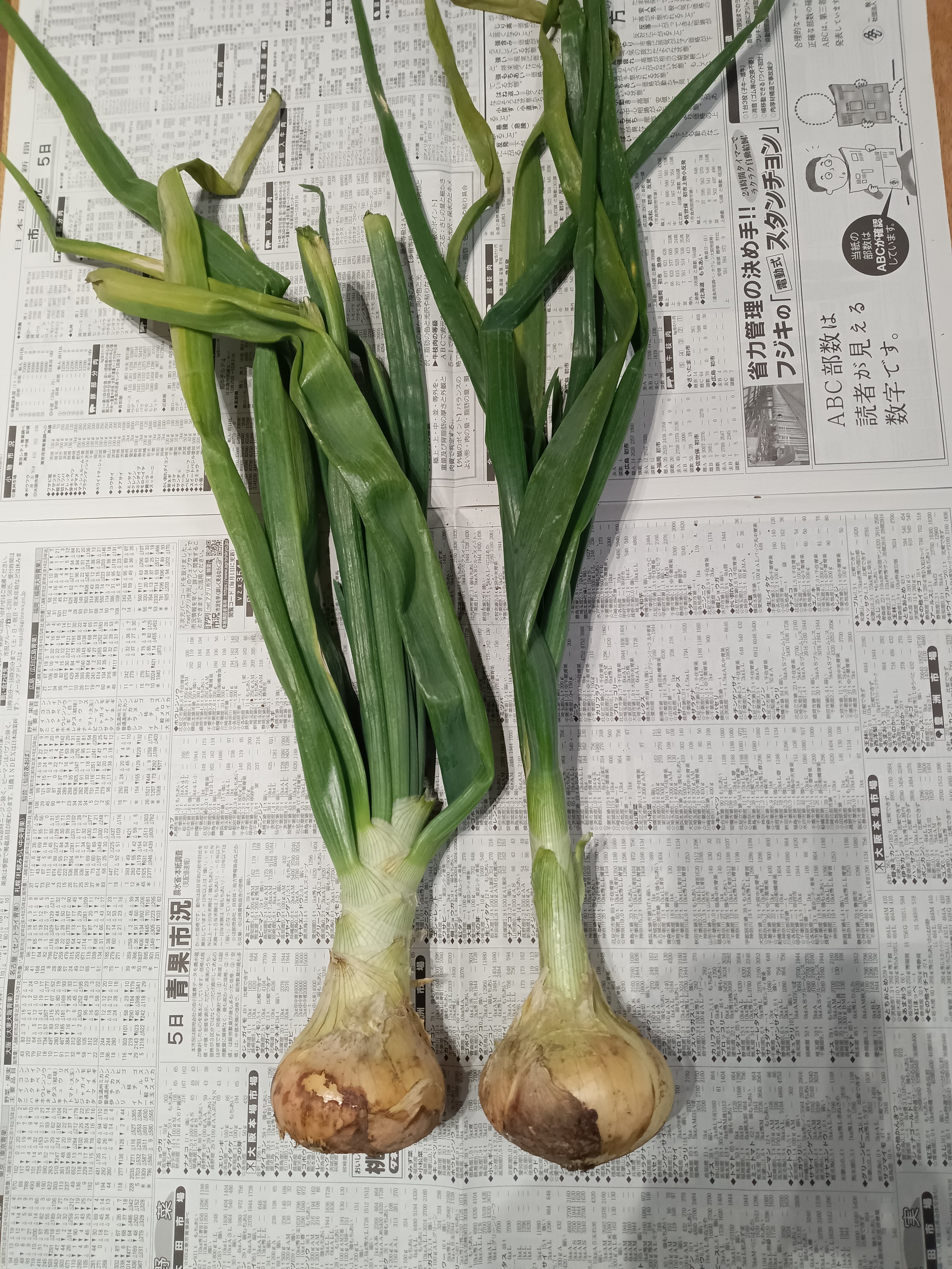 営農情報 #6 セットタマネギ「シャルム」の試験栽培｜JAにしたま