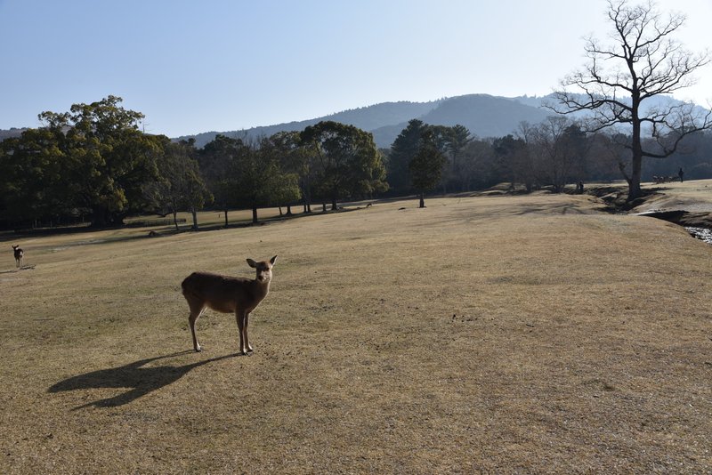 御蓋山・春日連山と飛火野と鹿 / 春日連山の画面やや右寄りに御蓋山の稜線が見えます。御蓋山は飛火野から画面奥の森にかけての春日大社の神山とされ、鹿は春日大社によって守られてきました。 / 2018年3月13日撮影 / 🔍「奈良の名所・古跡」さんのブログ記事 (春日山古墳群) https://blog.goo.ne.jp/fineblue7966/e/edab4a7467244dc9c769078db2f619e2 / 藤原氏以前の土地の主、春日氏の聖地が飛火野でしょうか。更に古い鶯塚のある若草山も?  