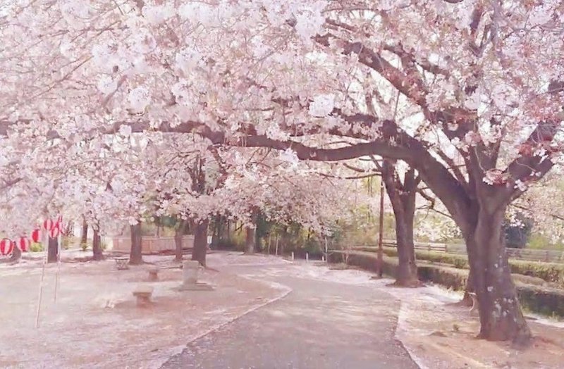 桜の舞う風景。赤提灯