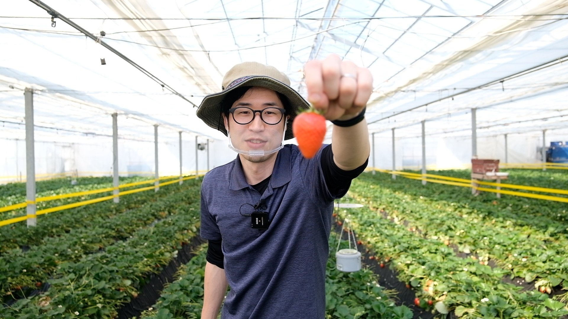 後編：あまおう、とちおとめ、紅ほっぺ… 名前を知っているいちご