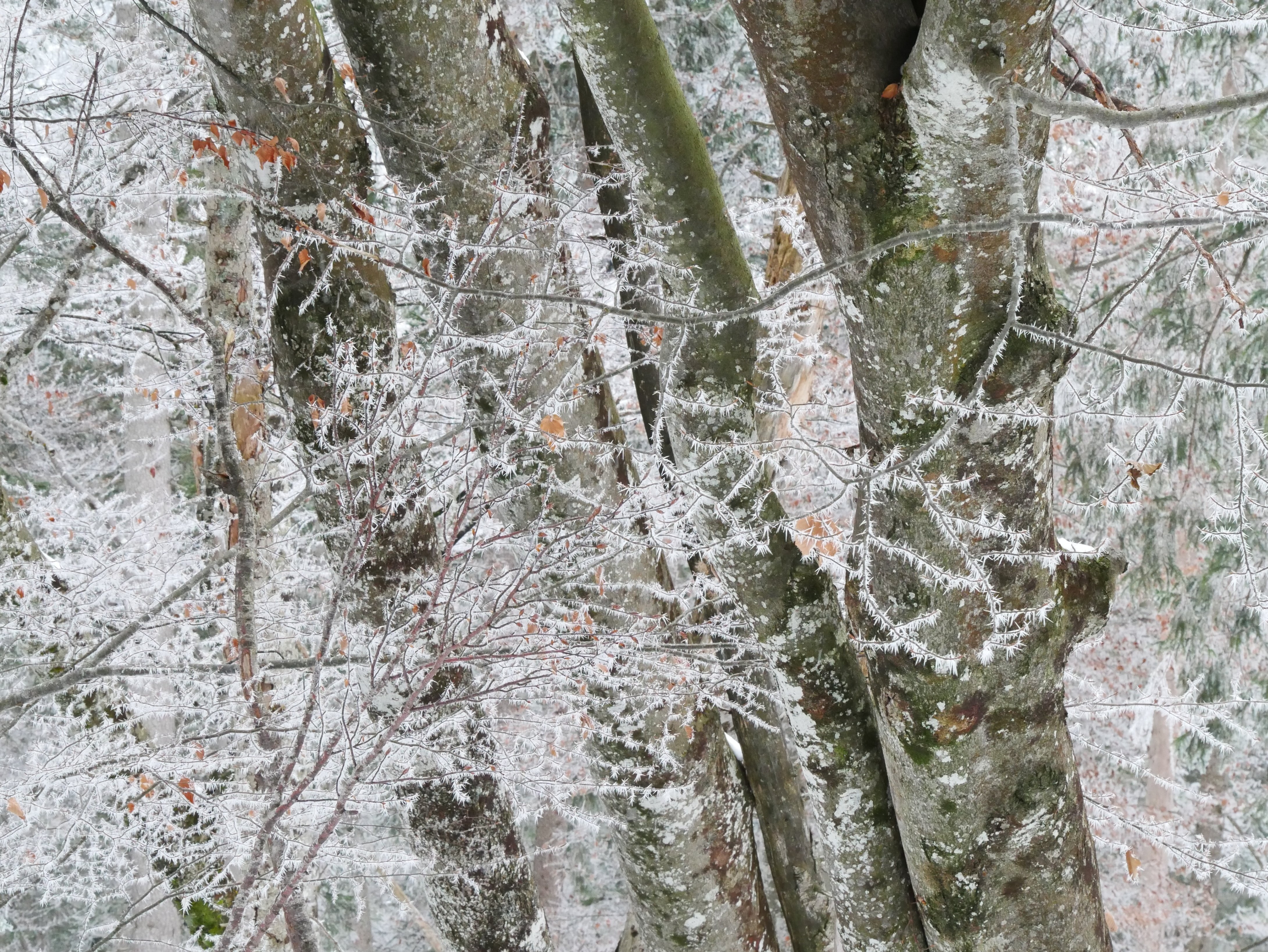 絵画のような写真｜世界の人に聞いてみた