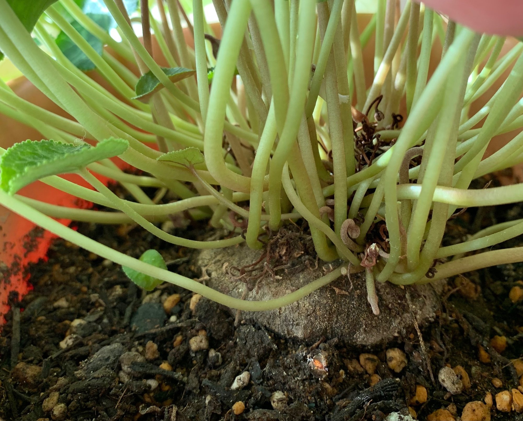 今時期のシクラメンのお世話 はみんぐばーど Note 今時期のシクラメンのお世話 はみんぐばーど Note