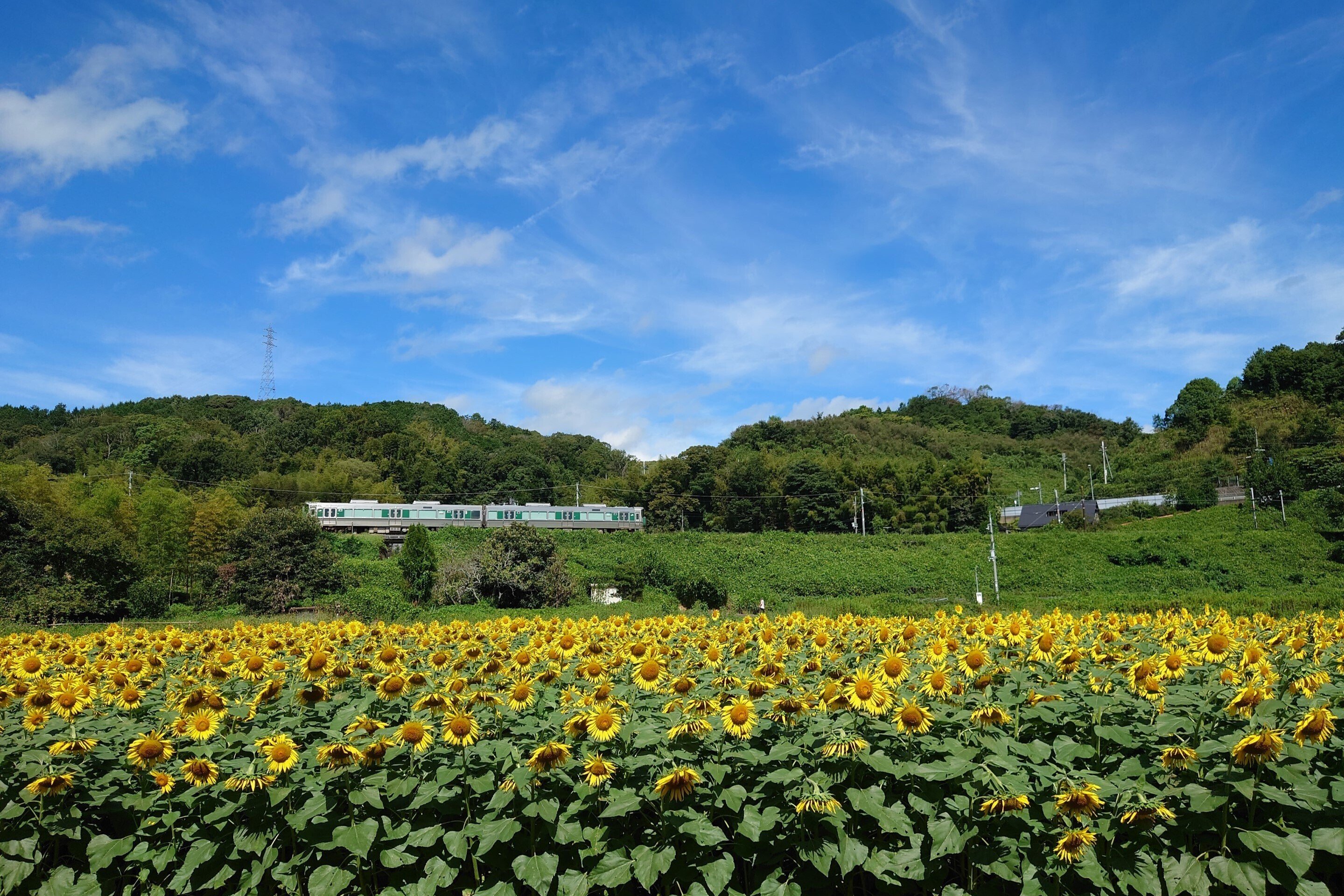 五條市上野町上野公園2022年8月31日【ひまわり】｜レタス