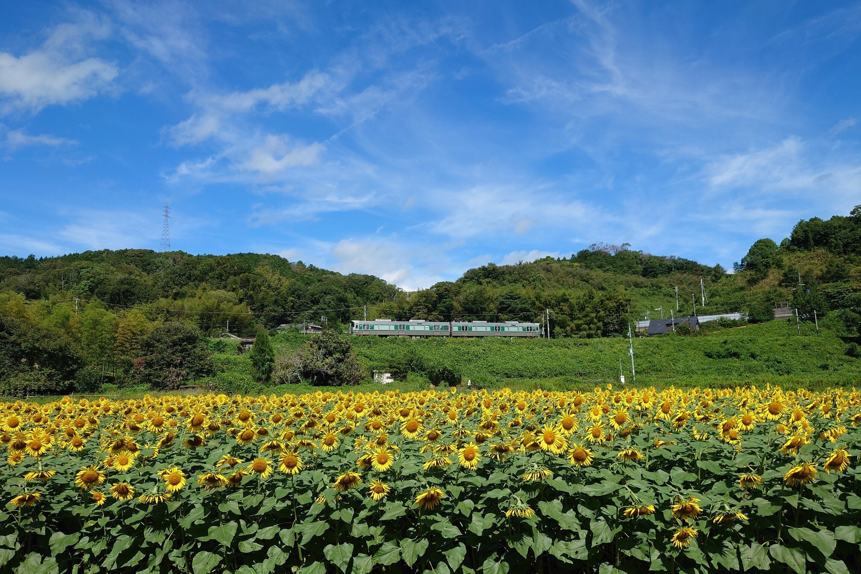 五條市上野町上野公園2022年8月31日【ひまわり】｜レタス