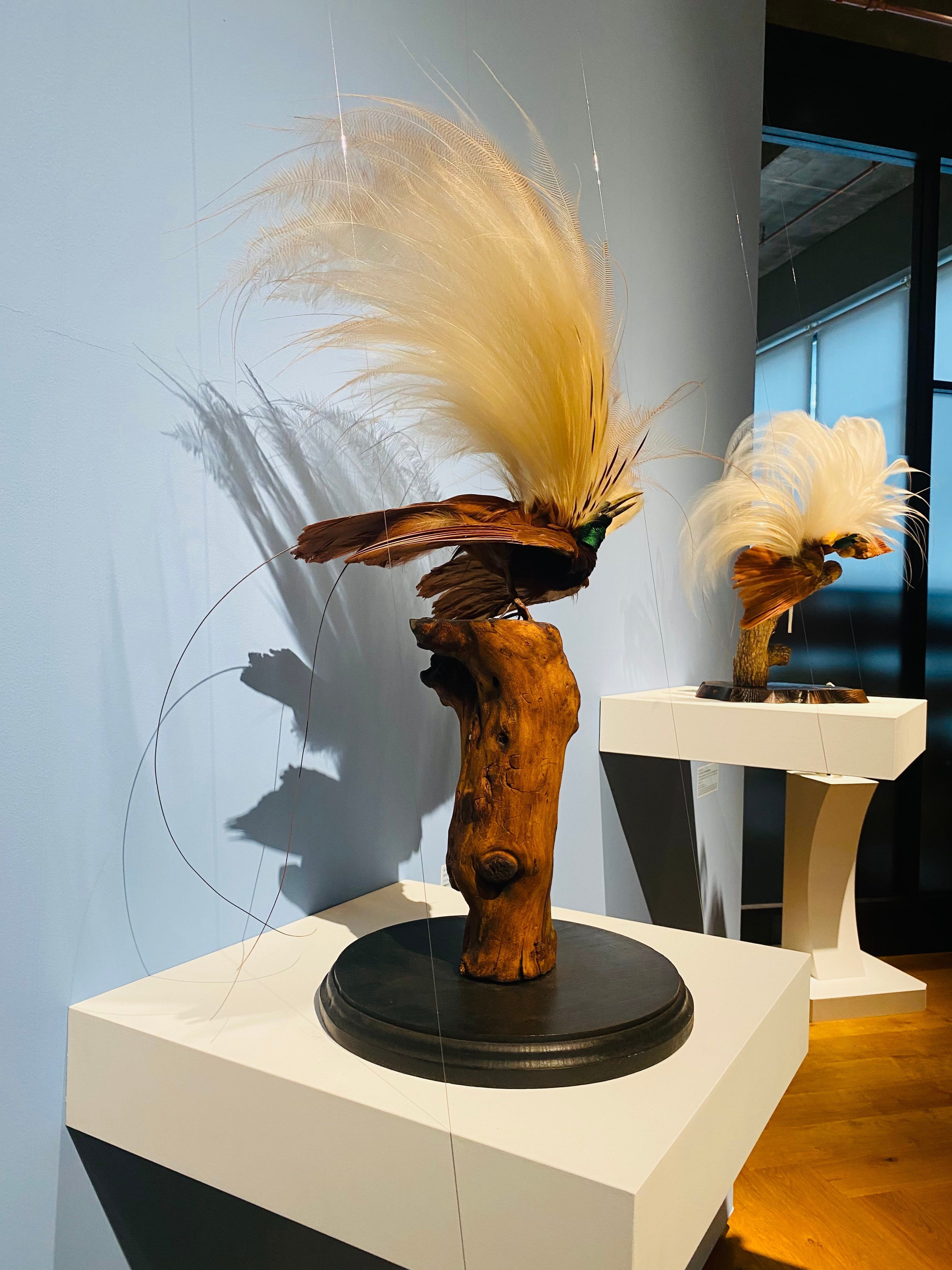 インターメディアテク開館十周年記念特別展示『極楽鳥』｜Lulu's Cabinet