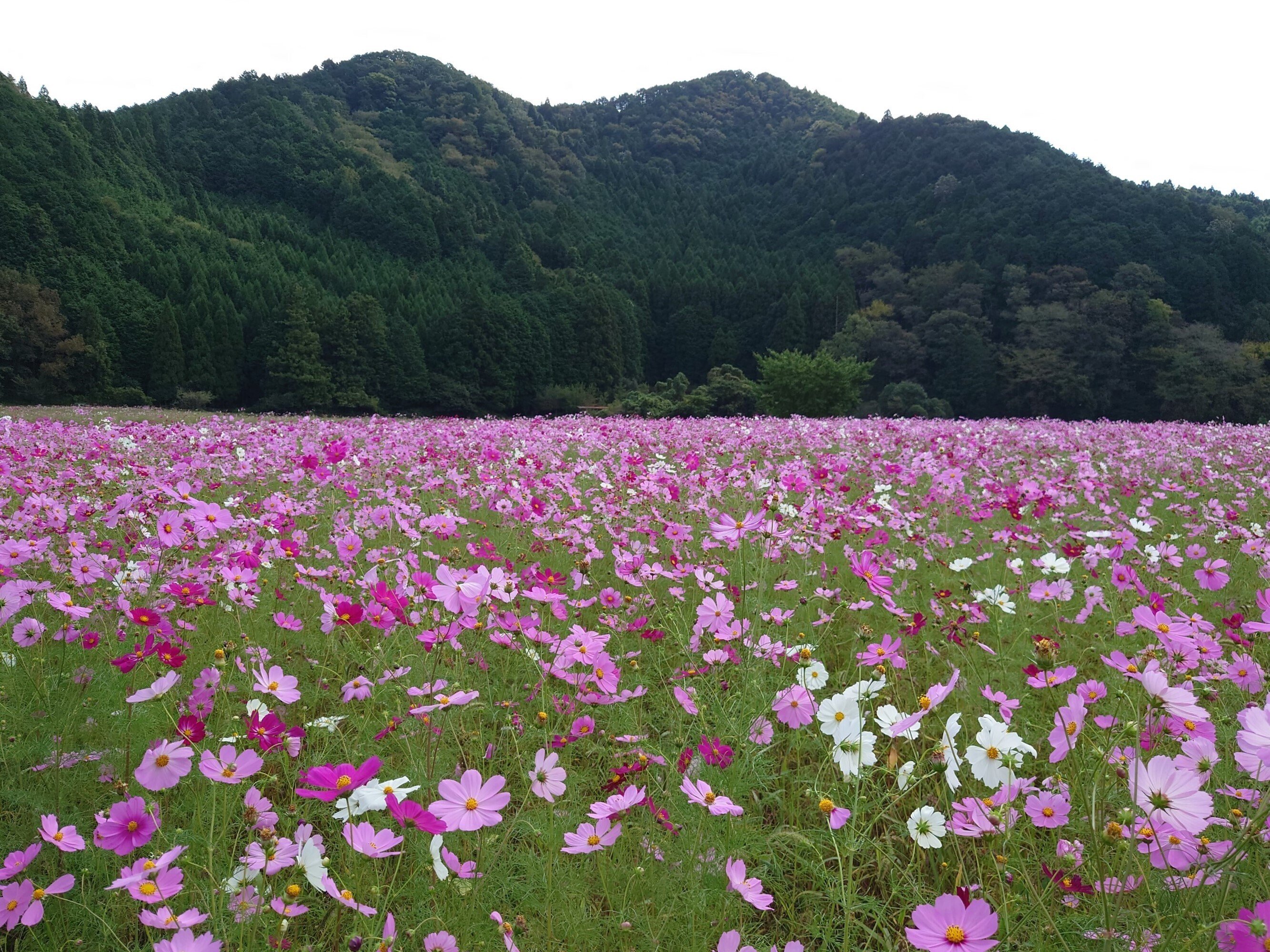 清住コスモス園2021年10月7日【コスモス】｜レタス