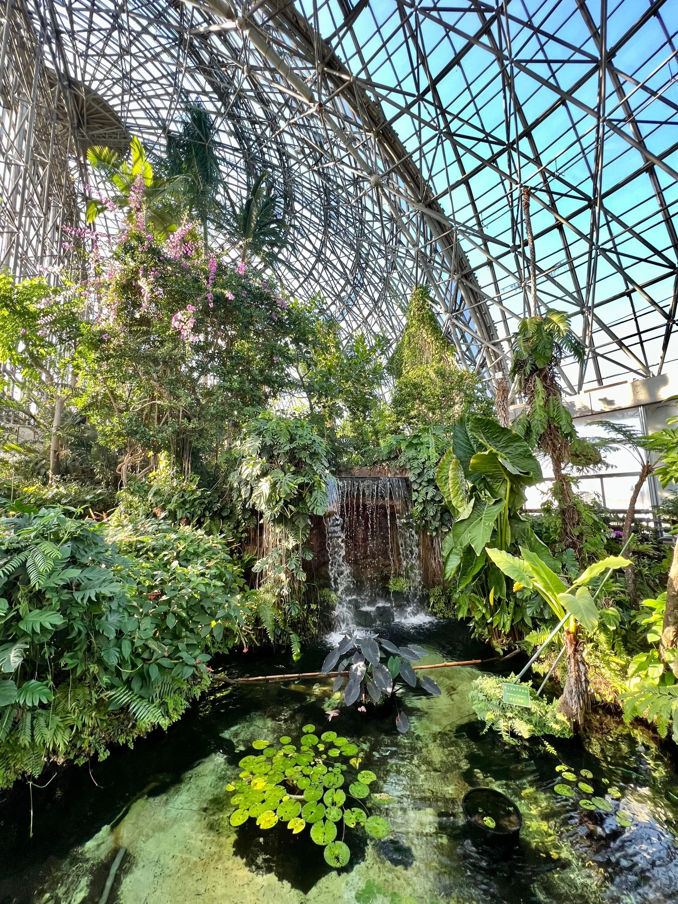 250円で植物にまみれる1日。夢の島熱帯植物館｜note ワタナベ