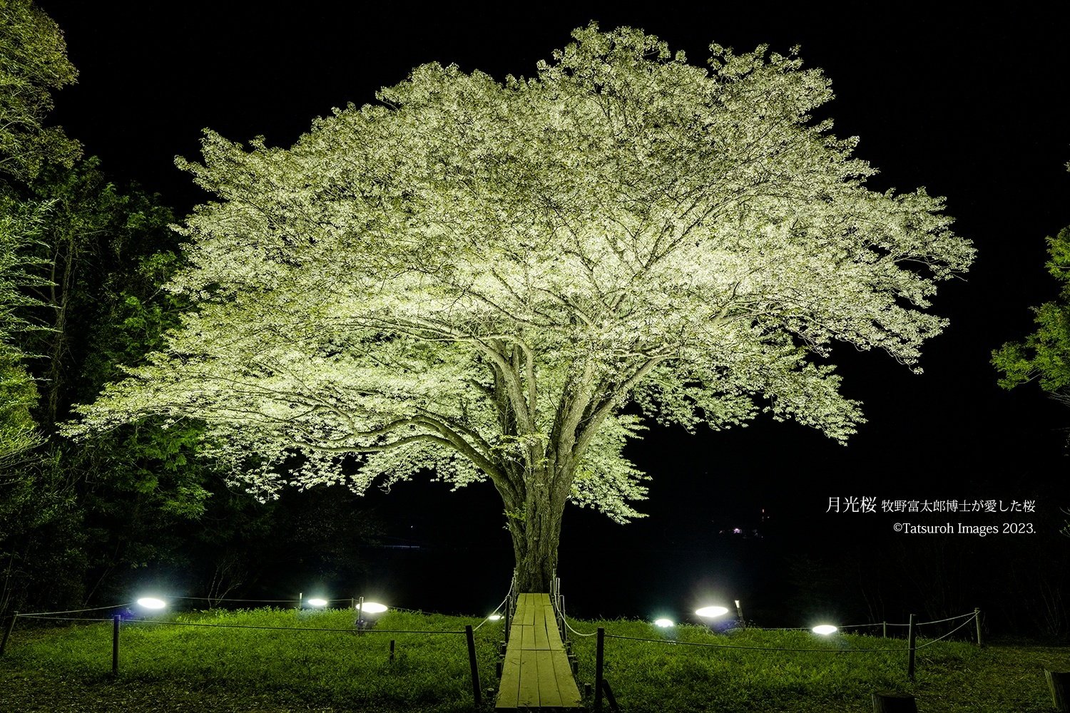 高評価アイテム 絶景写真旅『月光桜』｜街づくり写真家 河野達郎 絵画