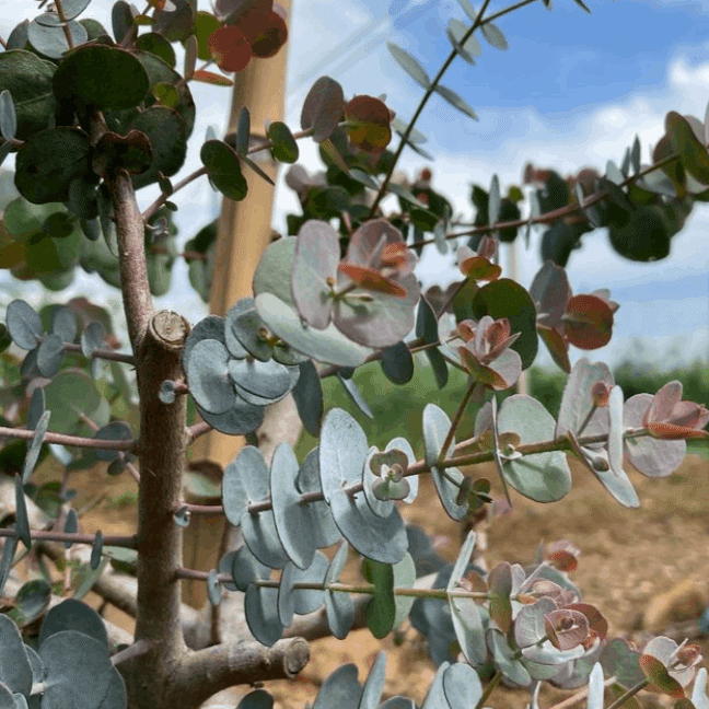 ユ―カリと木の実のハ―フリース　ボタニカル ユ―カリと木の実のハ―フリースボタニカル