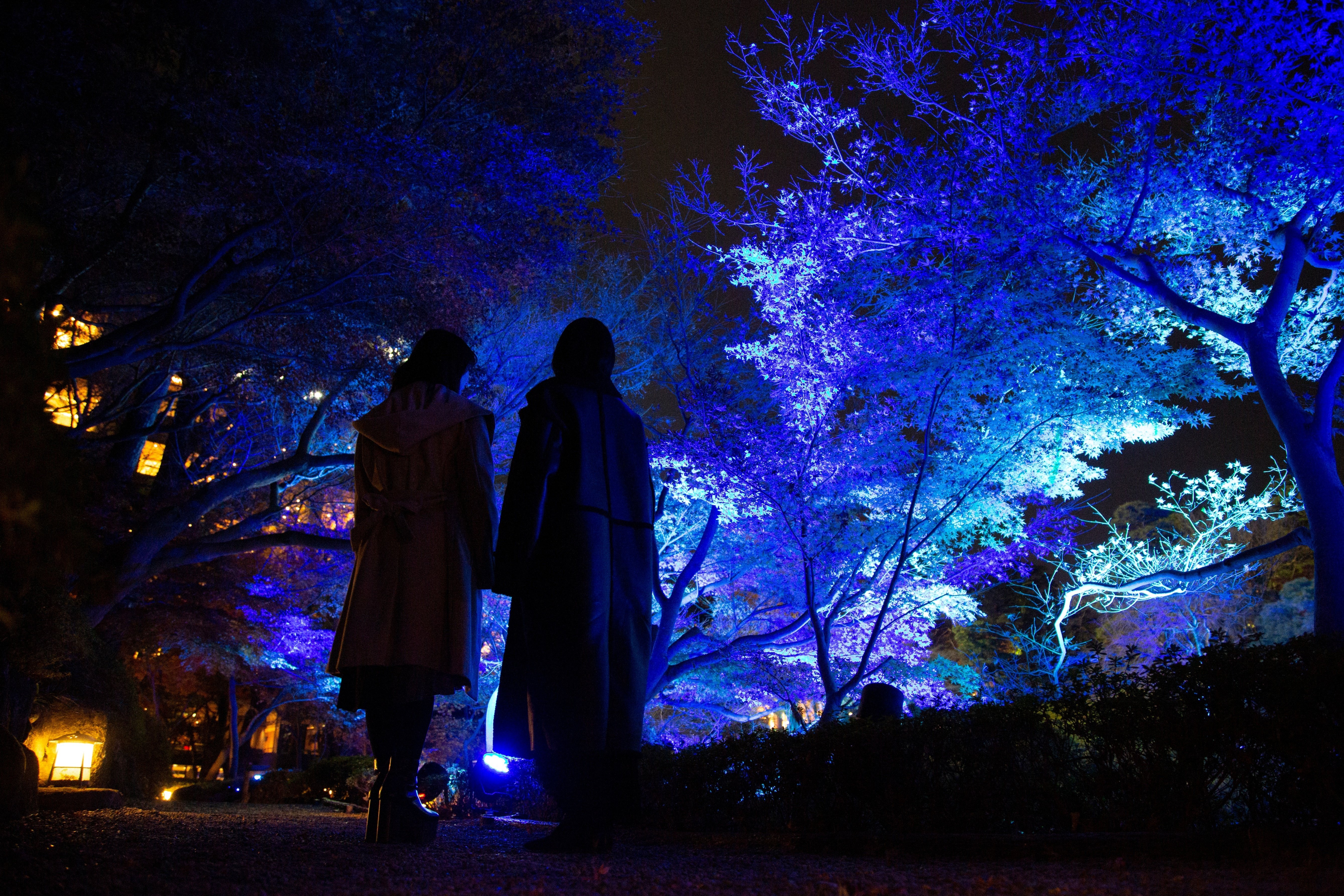 400年以上の歴史ある日本庭園が、青色に染まる冬。｜八芳園 note