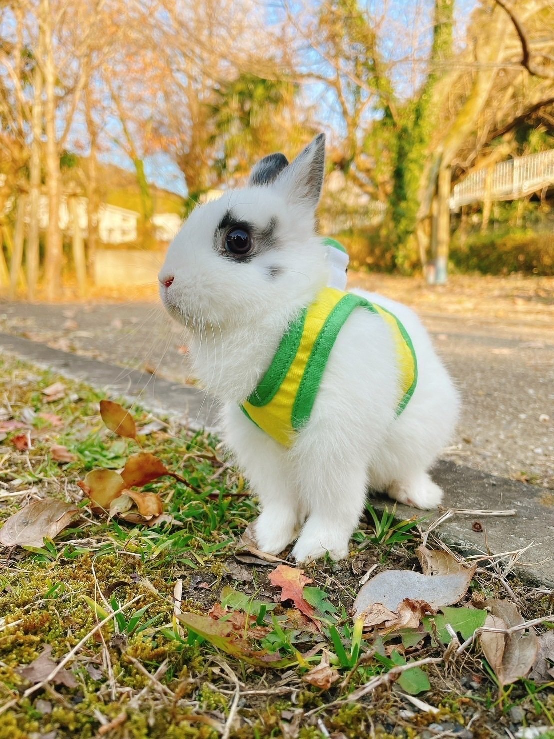 うさぎのおじさん 卯年 うさんぽ｜社会福祉法人 恵和会