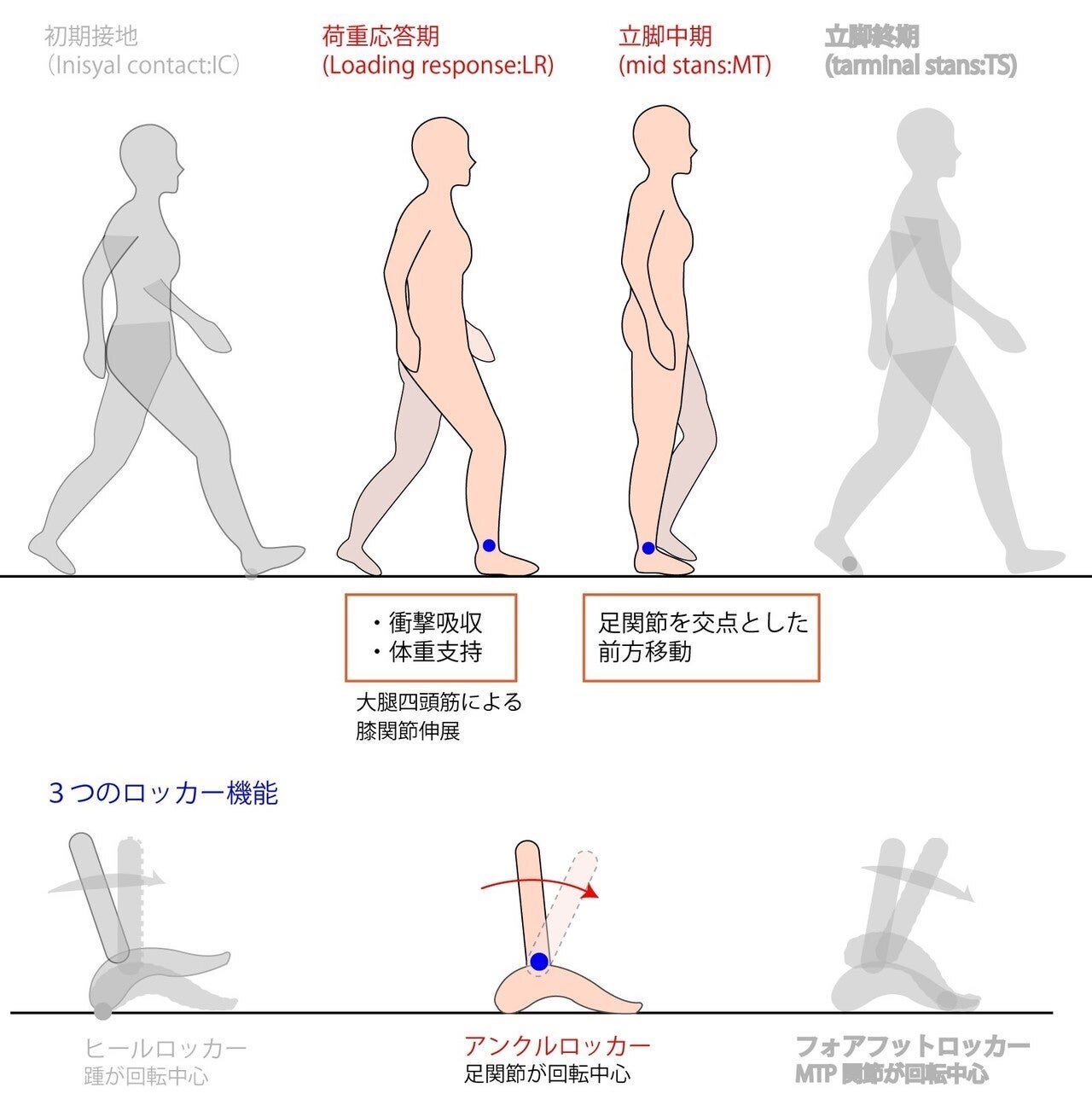 足の機能解剖と歩行分析～ 下肢からみた動きと理学療法の展開 ～【全４巻】 Amazon.co.jp: 足の機能解剖と歩行分析～ 下肢からみた動きと