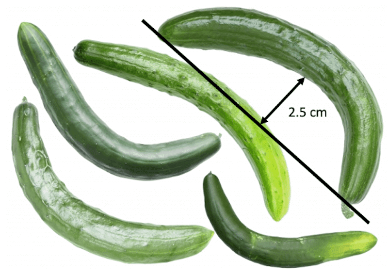 きゅうり界のエリート競争と作物の多様性｜Ayako