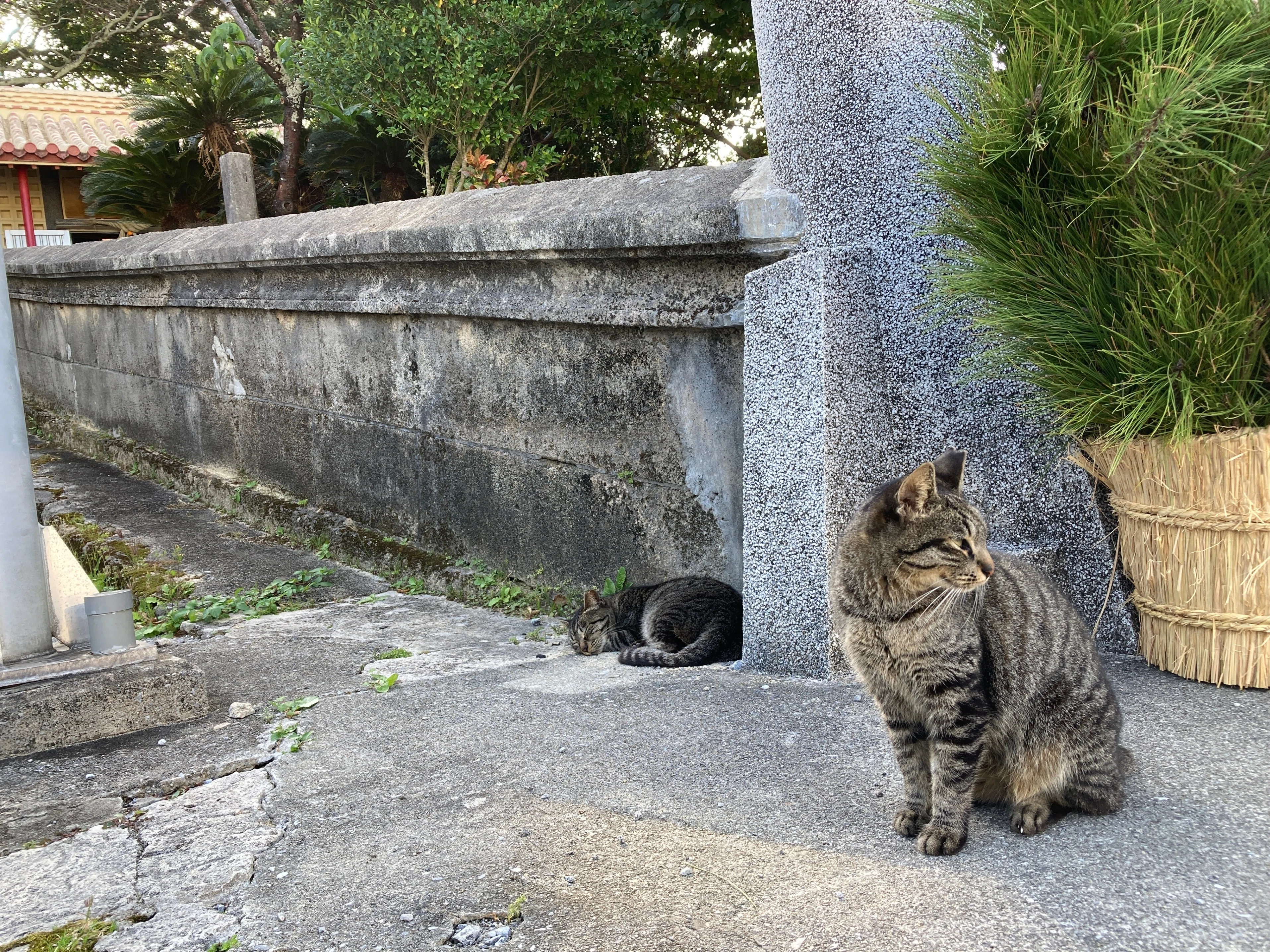 猫と島の風景写真を多めでお届けする奥武島①｜今日は何もしたくない