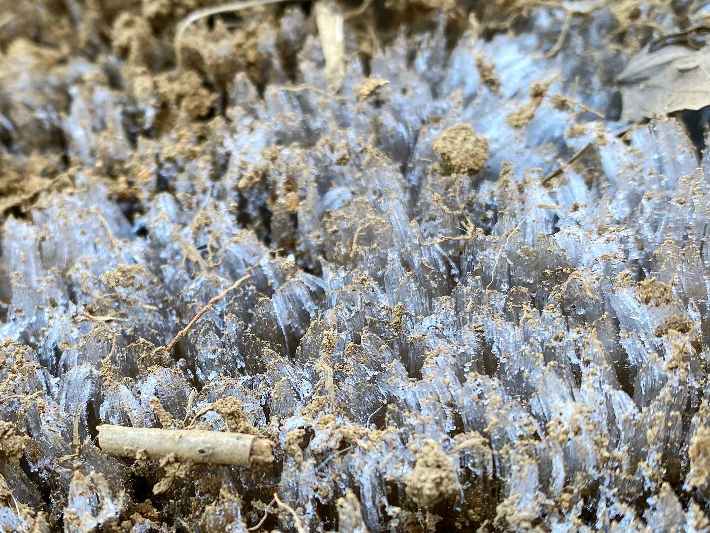 ☆25☆ 寒さの許容範囲｜からむし座 ｜note