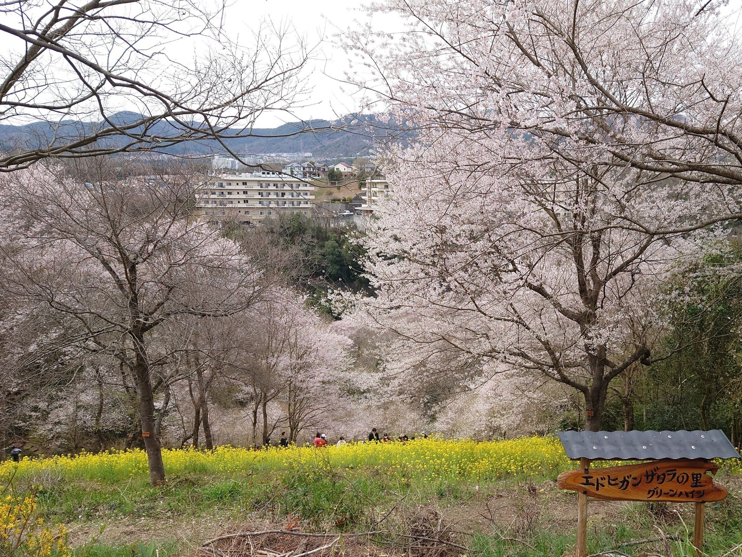 水明台エドヒガンの森2022年4月2日【桜】｜レタス