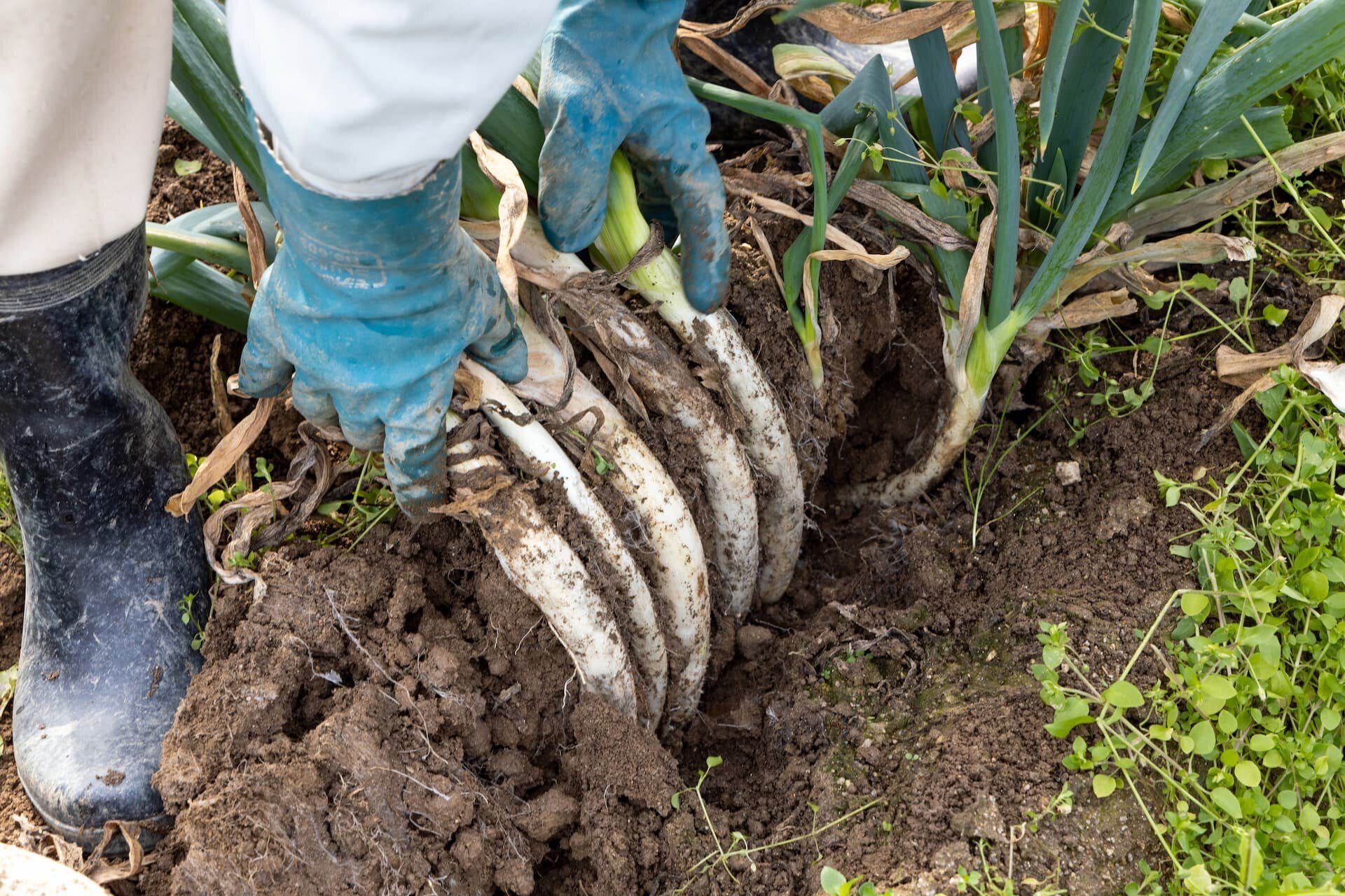 42 120年続く「阿久津曲がりねぎ」のおいしさを次の世代へ。親子で