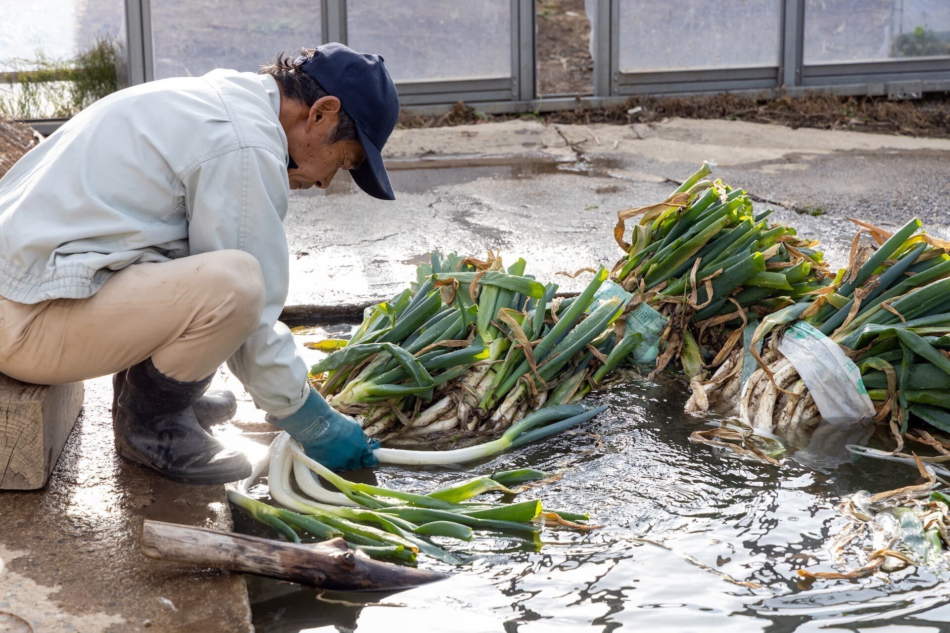 42 120年続く「阿久津曲がりねぎ」のおいしさを次の世代へ。親子で