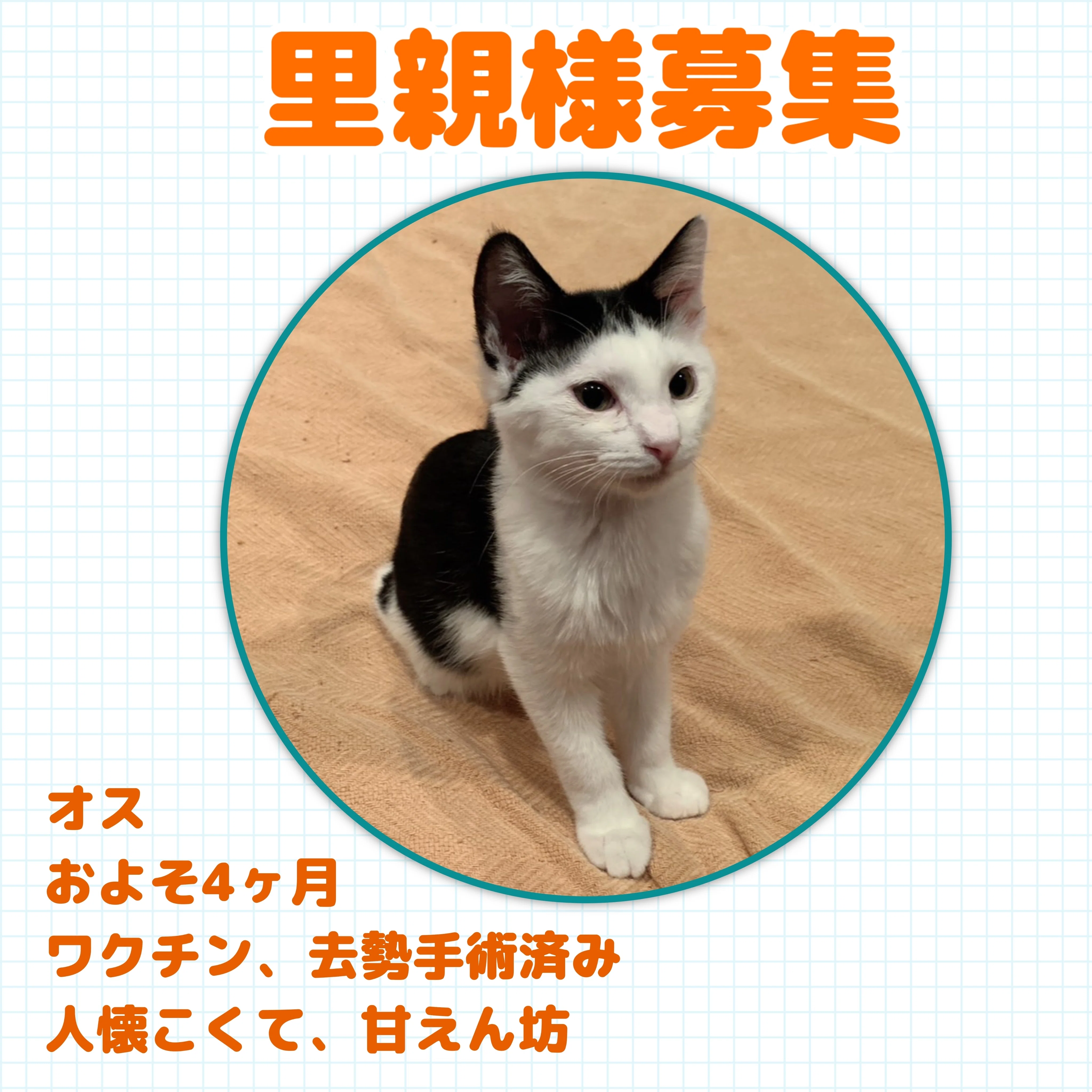 里親様募集/兄妹【決まりました！】｜にゃんness