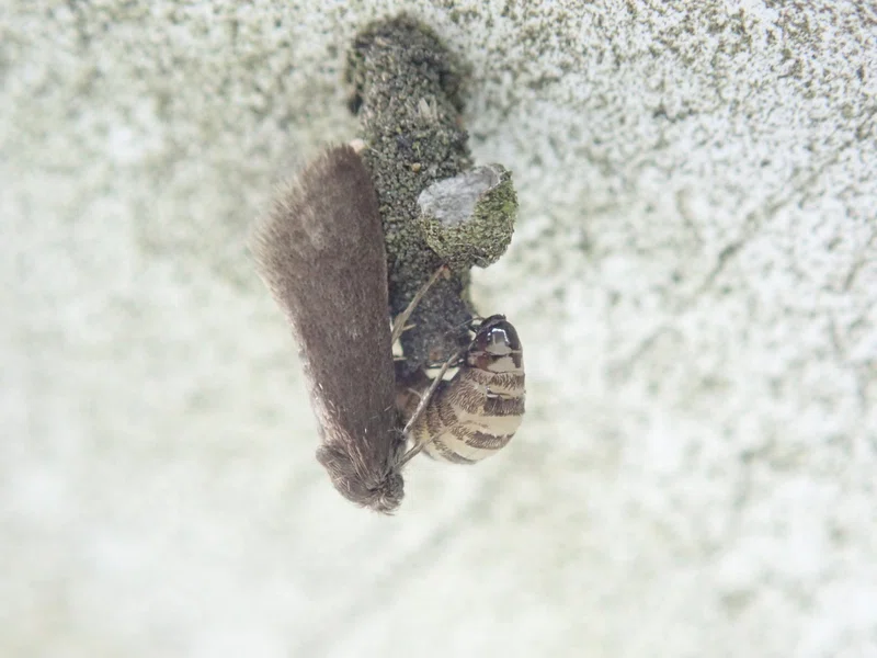 アキノヒメミノガ―身近なミノムシの謎の多い生態―|hydraenids