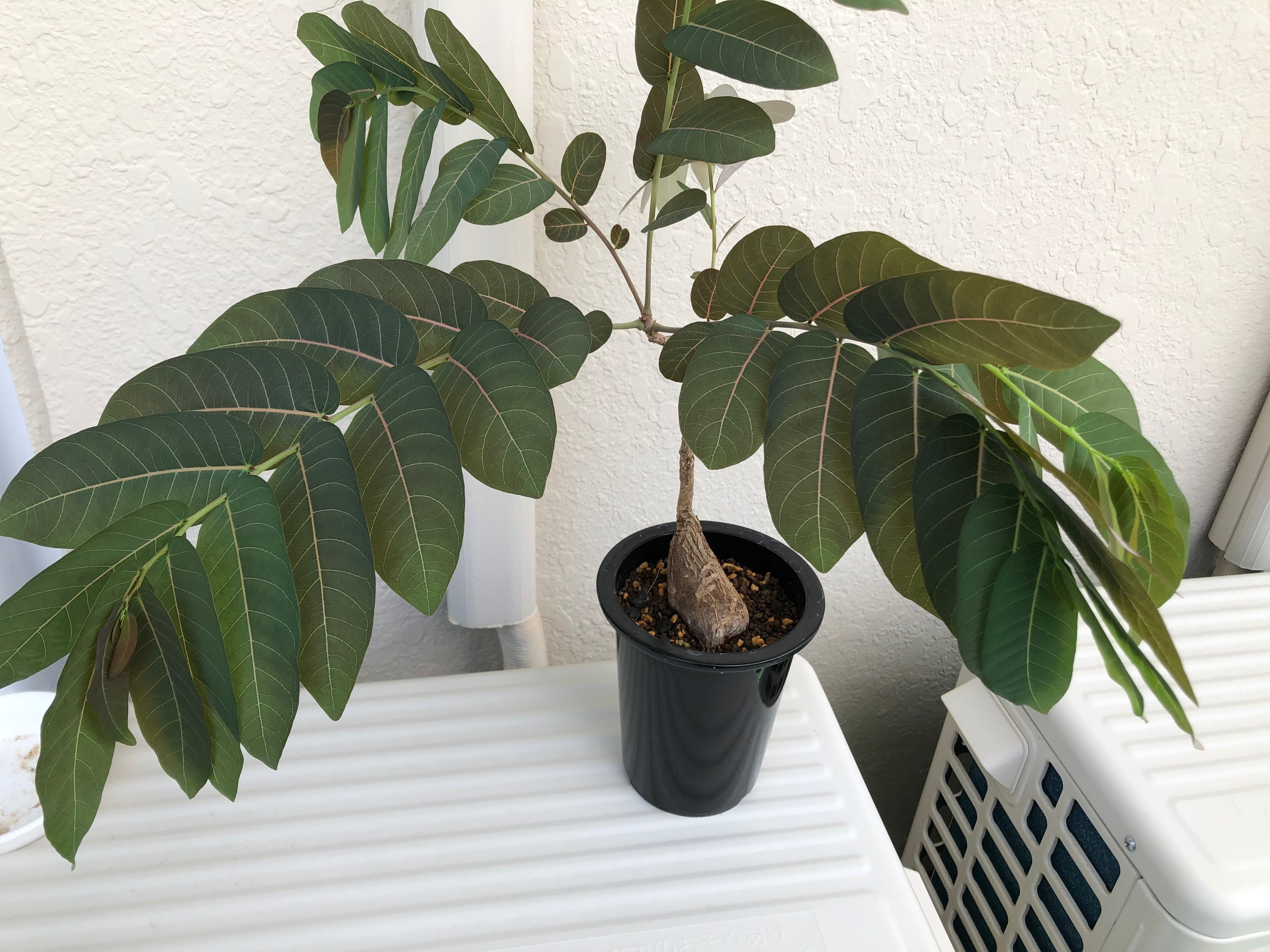 フィランサスミラビリス 休眠運動 良型