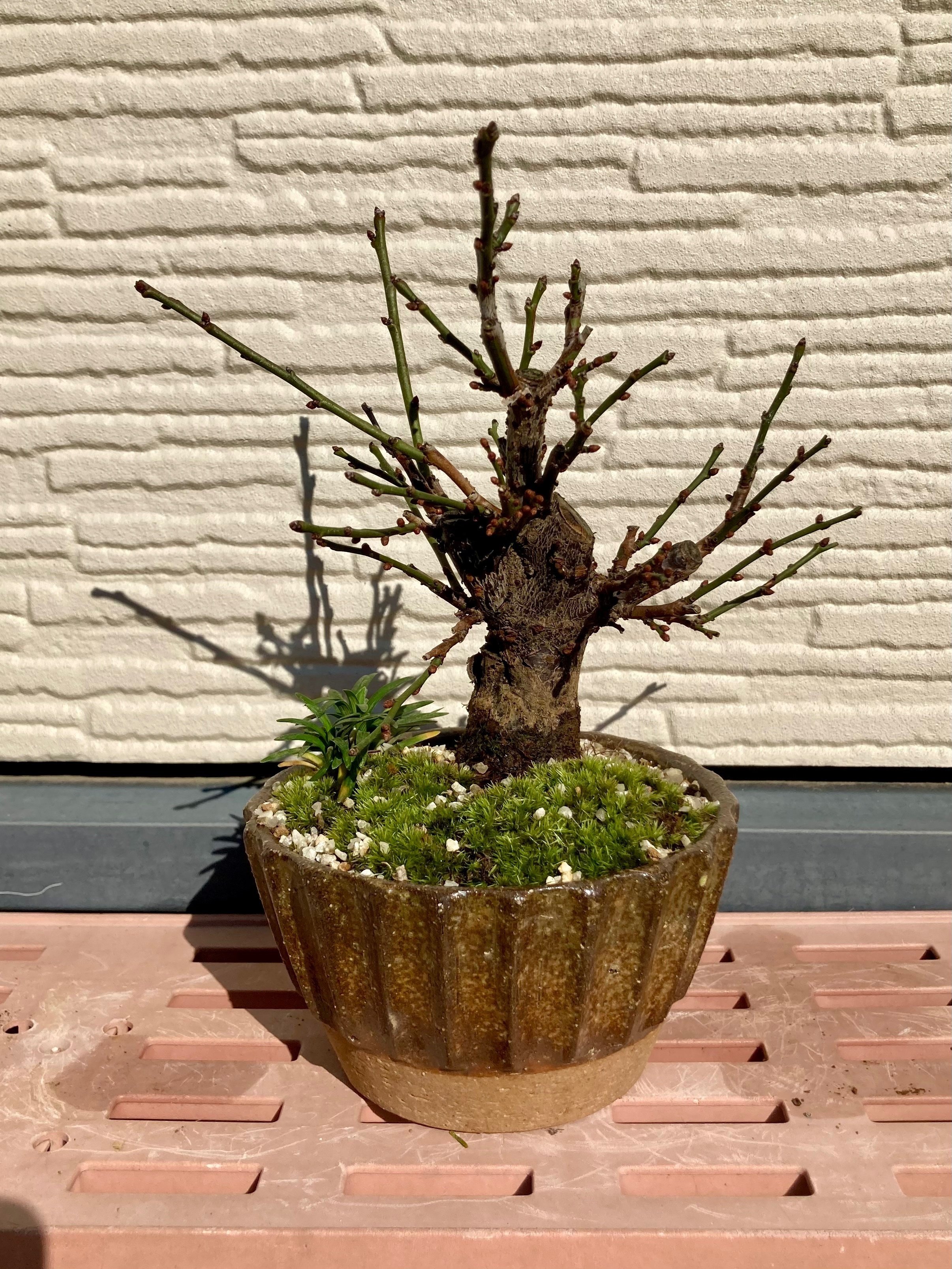 盆栽】ピンクの梅が咲いたよ🪴🌸｜びわ