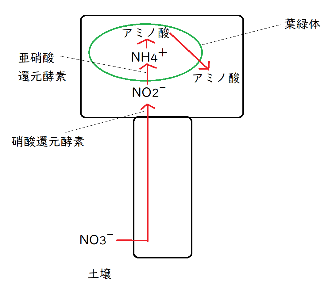 高校生物】代謝④「地球上ではどのような同化が行われているのか？」｜矢口はっぴー, image size:1069x959