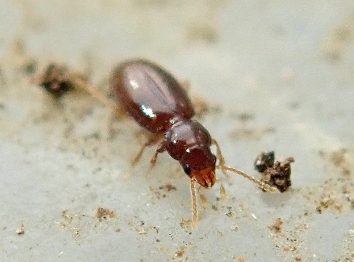 微小甲虫の楽園としての「芝生の裏側」―チビミズギワゴミムシとコケシ