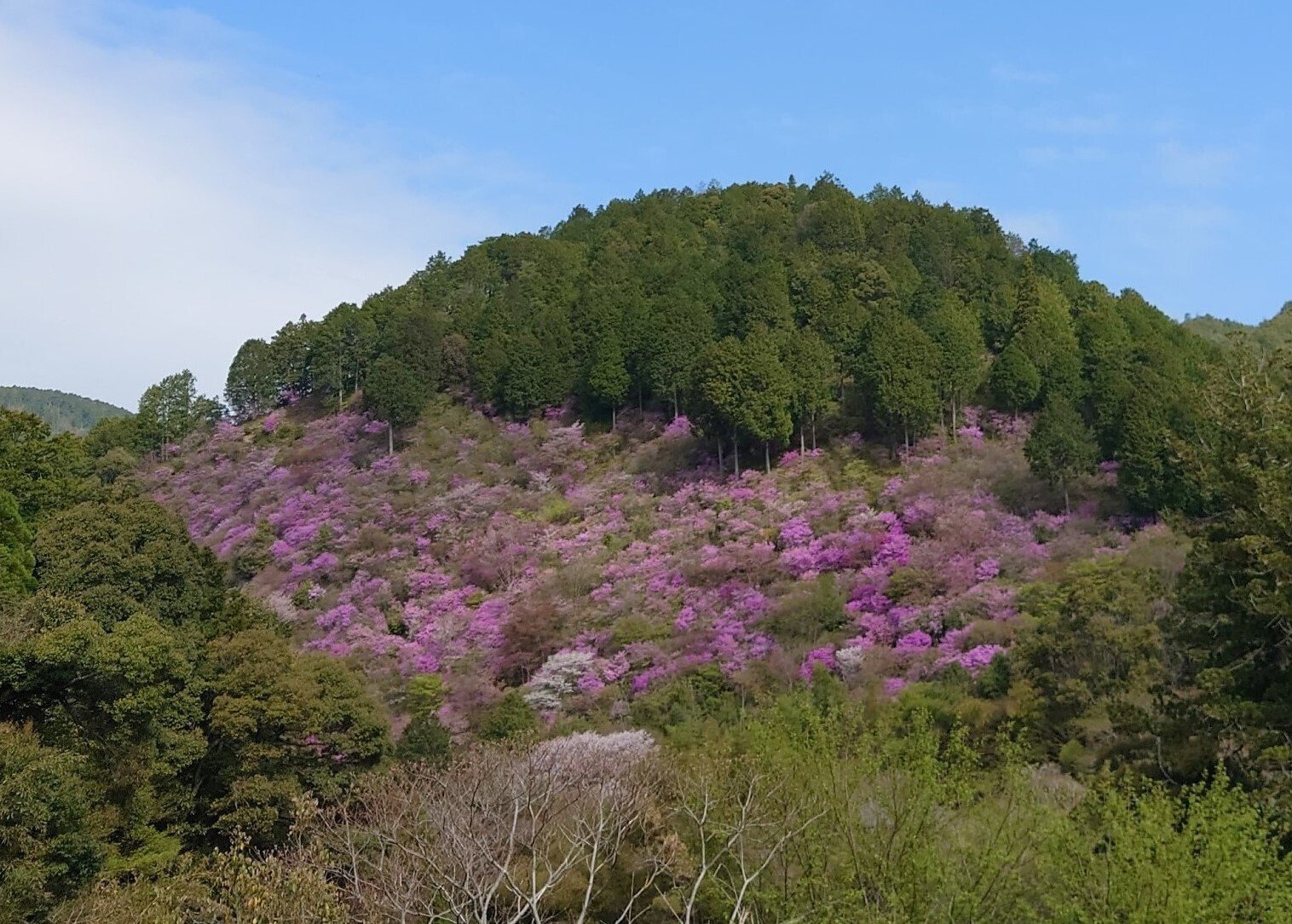高雄 西明寺の裏山2022年4月12日【ミツバツツジ】｜レタス