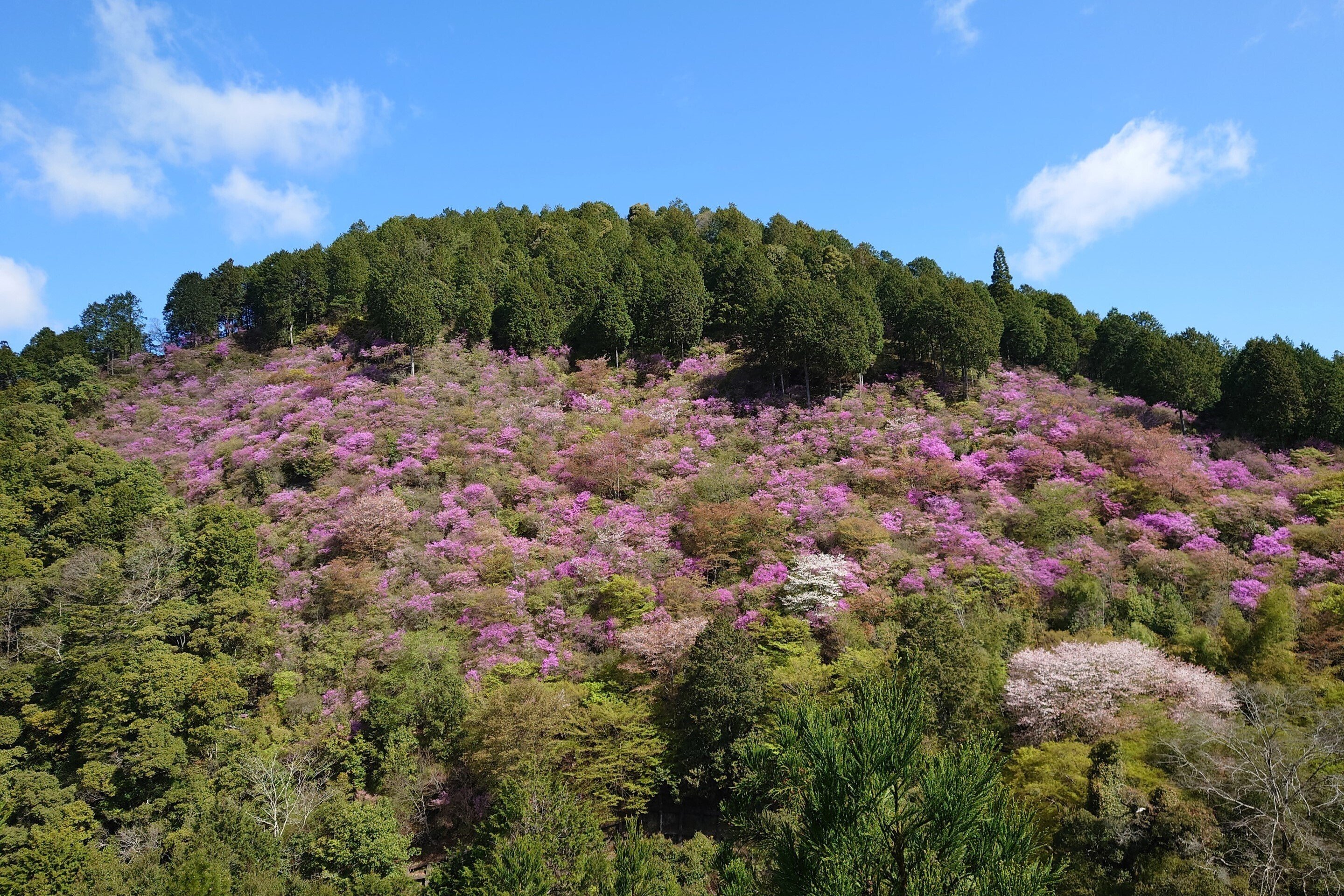 高雄 西明寺の裏山2022年4月12日【ミツバツツジ】｜レタス