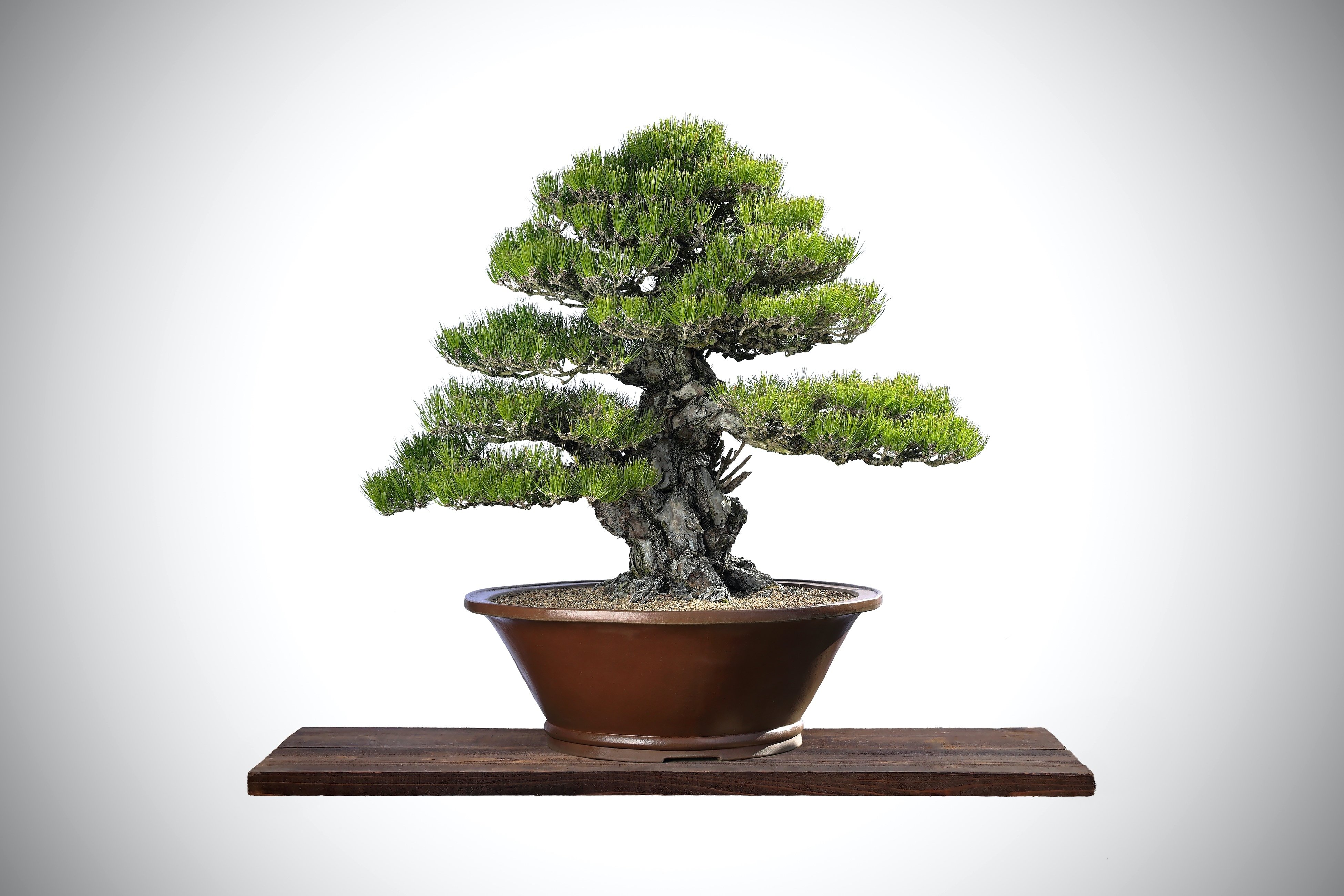 決まりました→盆栽