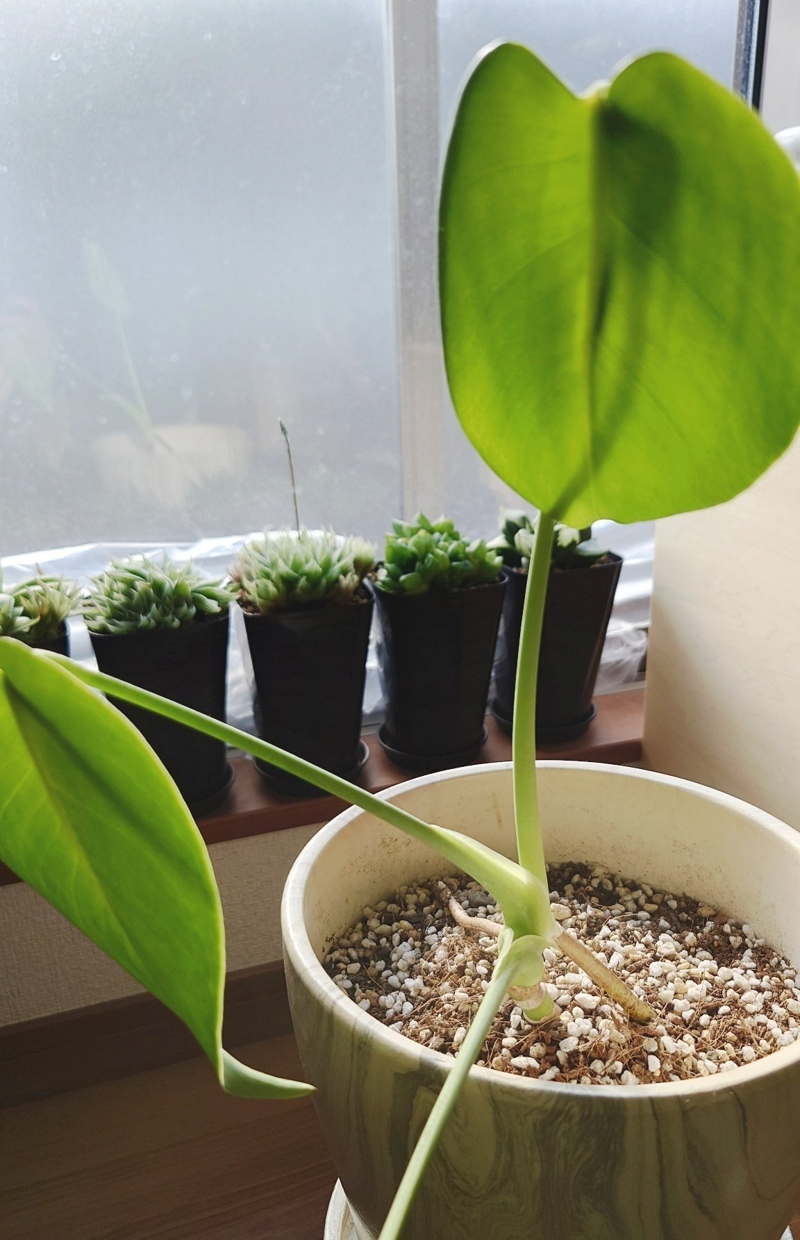 迫力あり。 観葉植物 観葉植物なら シェフレラ約2メートル 