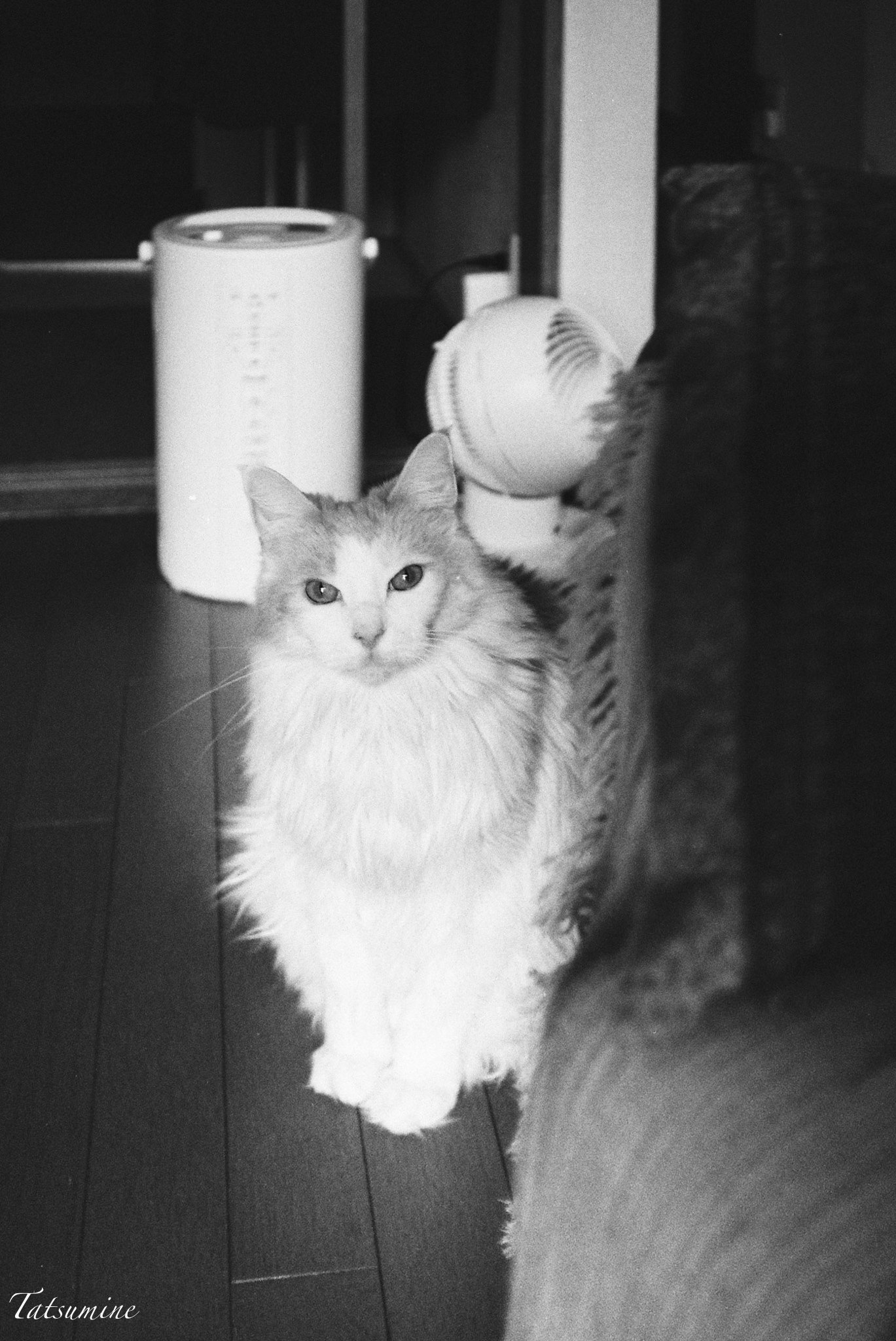 KONICA C35 flashmaticを買いました。｜tatsumine