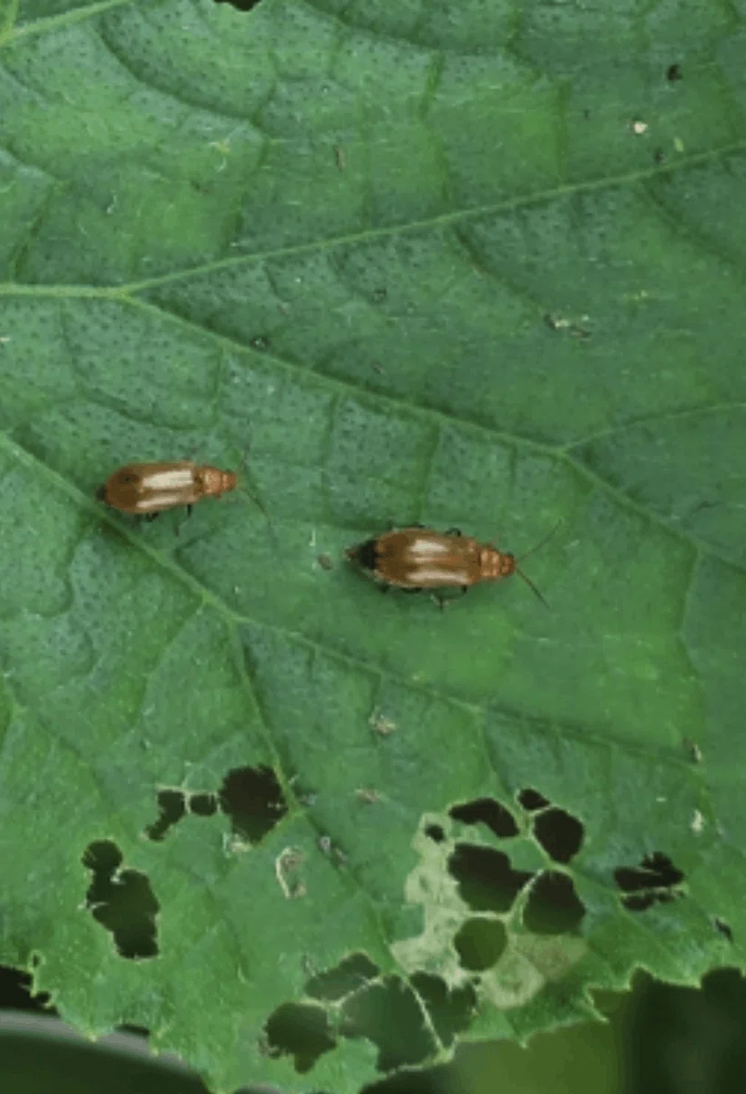 かぼちゃ|葉に丸い穴が空く|ウリハムシ|ミライ菜園