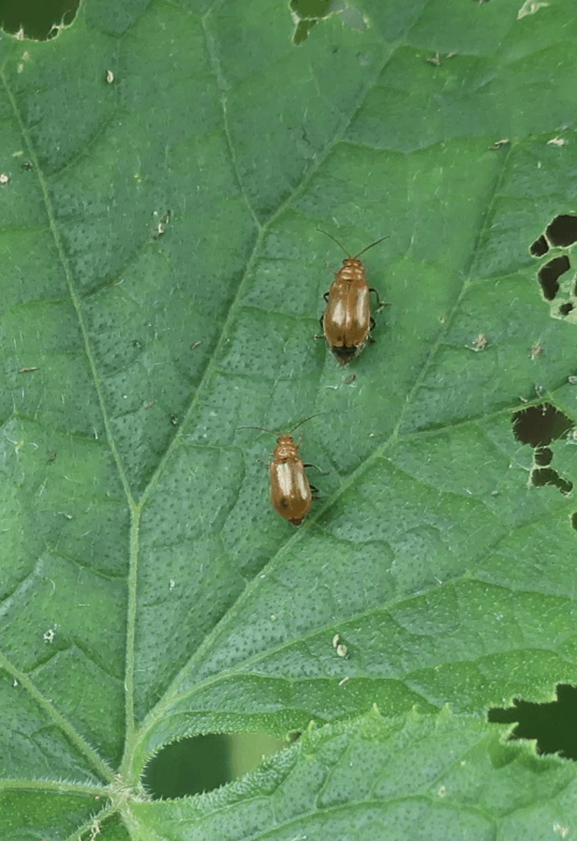きゅうり|葉に丸い穴があく|ウリハムシ|ミライ菜園