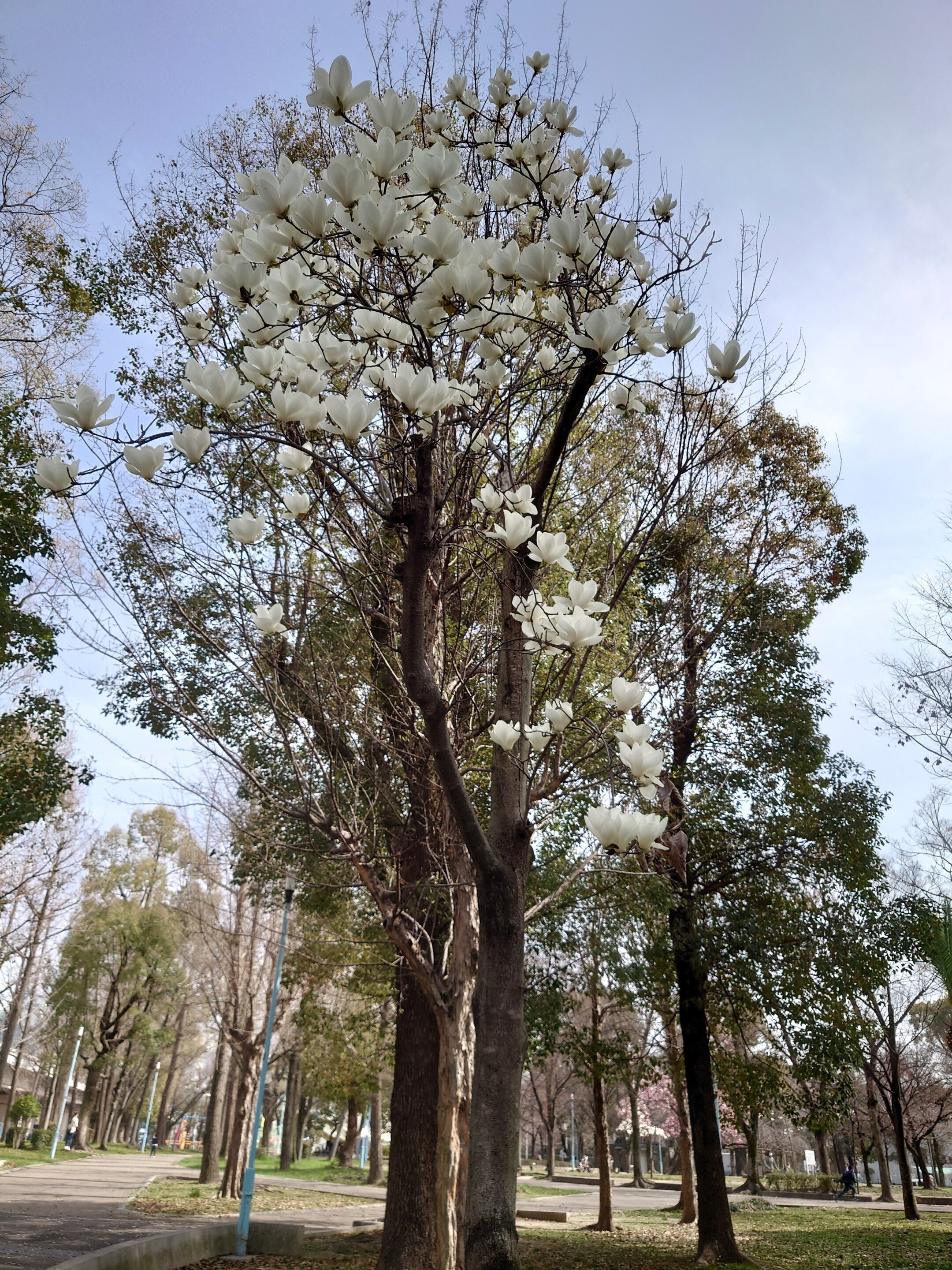 十三公園2022年3月25日-30日【モクレン】｜レタス