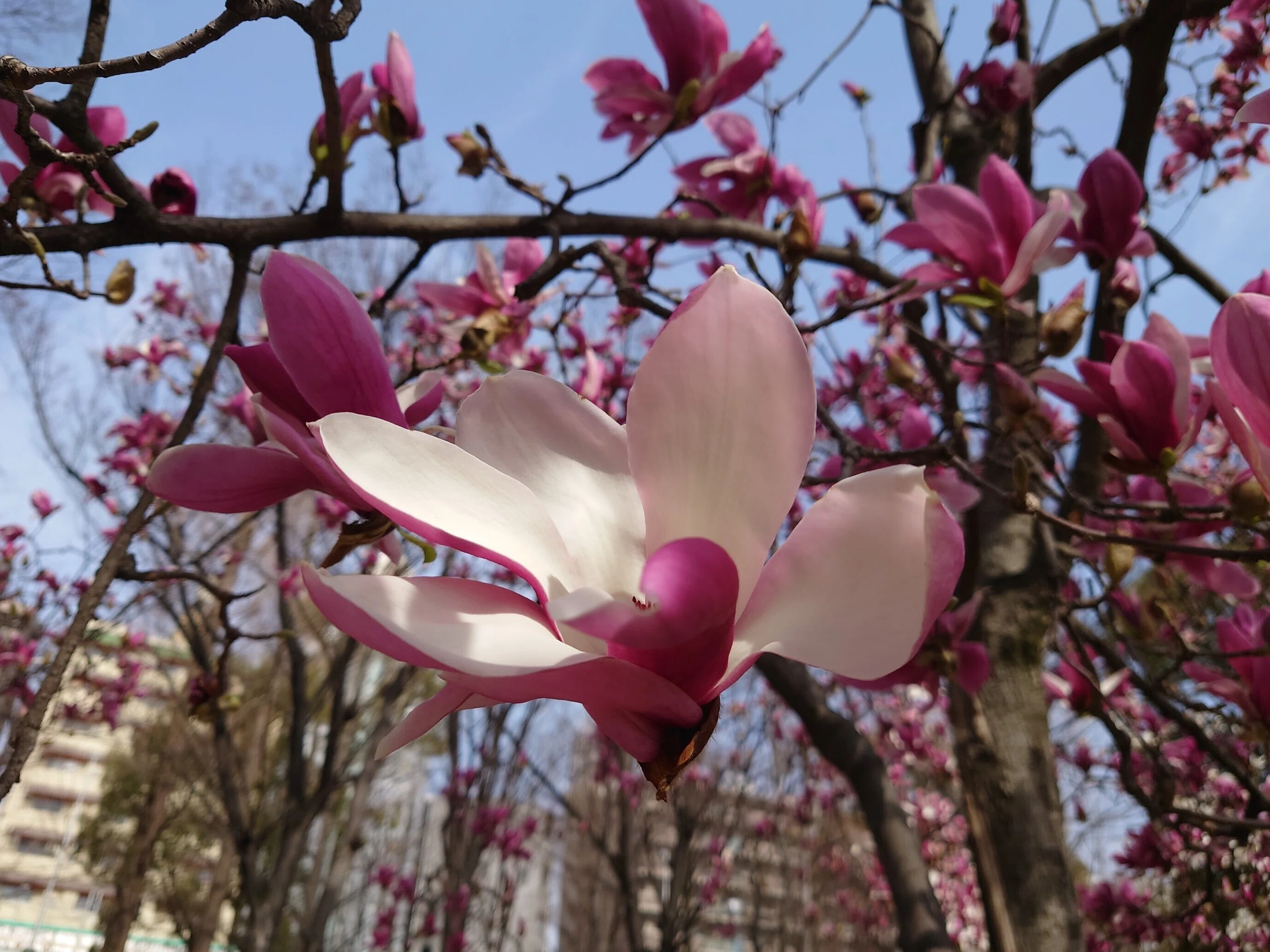 十三公園2022年3月25日-30日【モクレン】｜レタス
