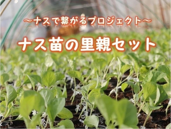 成程柱6苗セット 成程柱6苗セット 凄まじ