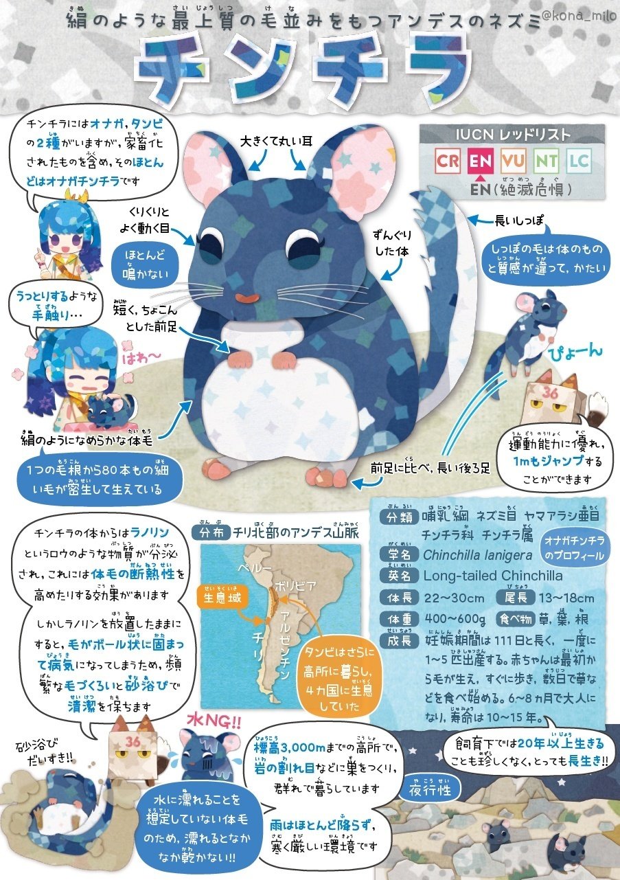 絶滅危機動物ファイル05「チンチラ」|キクチミロ 絶滅危機動物ファイル05「チンチラ」|キクチミロ