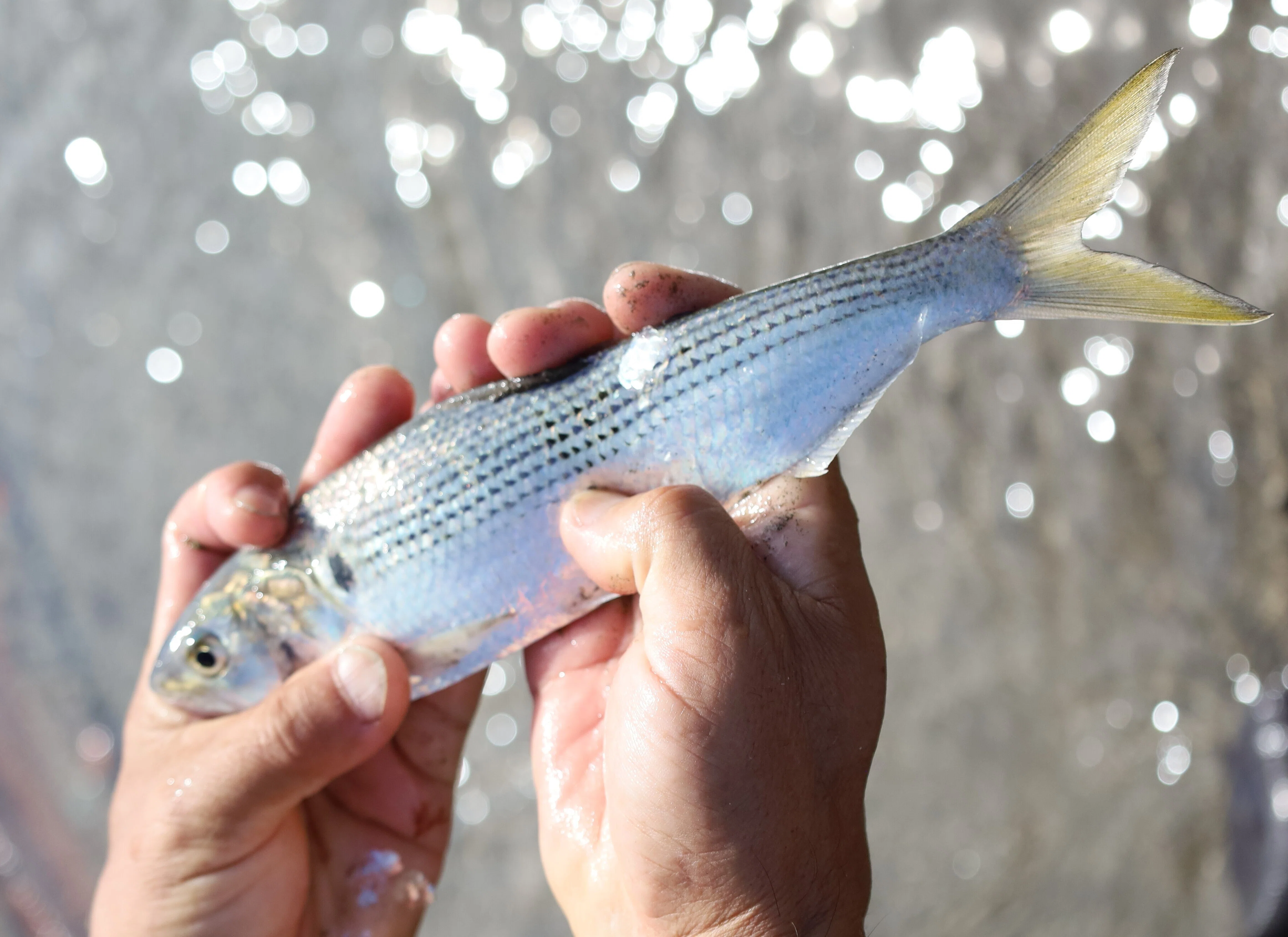生きてる魚を目のあたり！〜一致団結 地引網＜三世代交流事業①