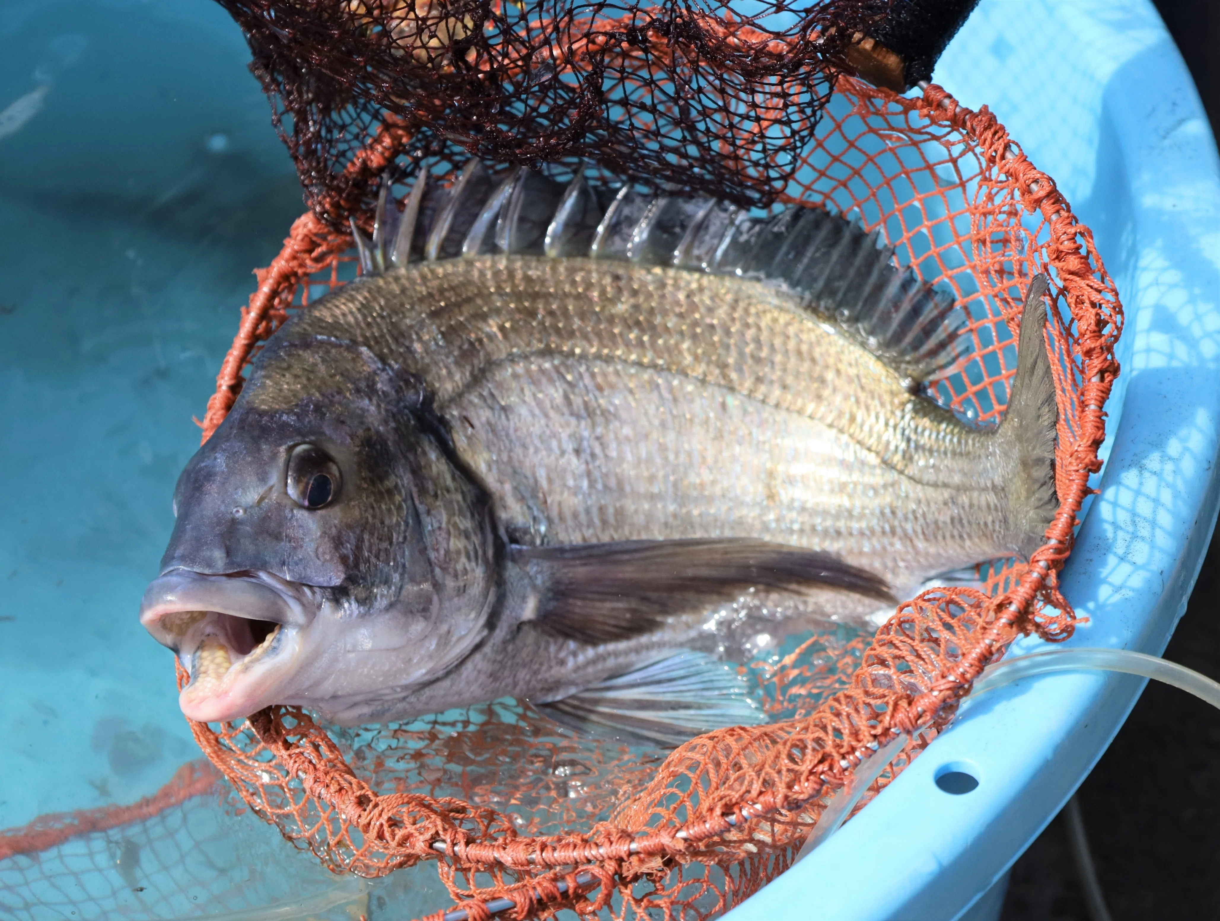 生きてる魚を目のあたり！〜一致団結 地引網＜三世代交流事業①