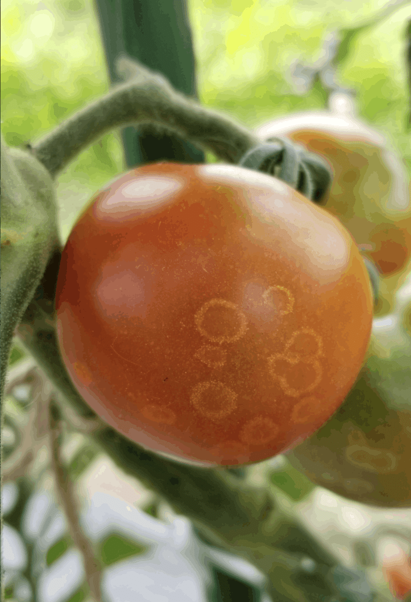 トマト｜白いわっかが目印｜ゴーストスポット｜ミライ菜園