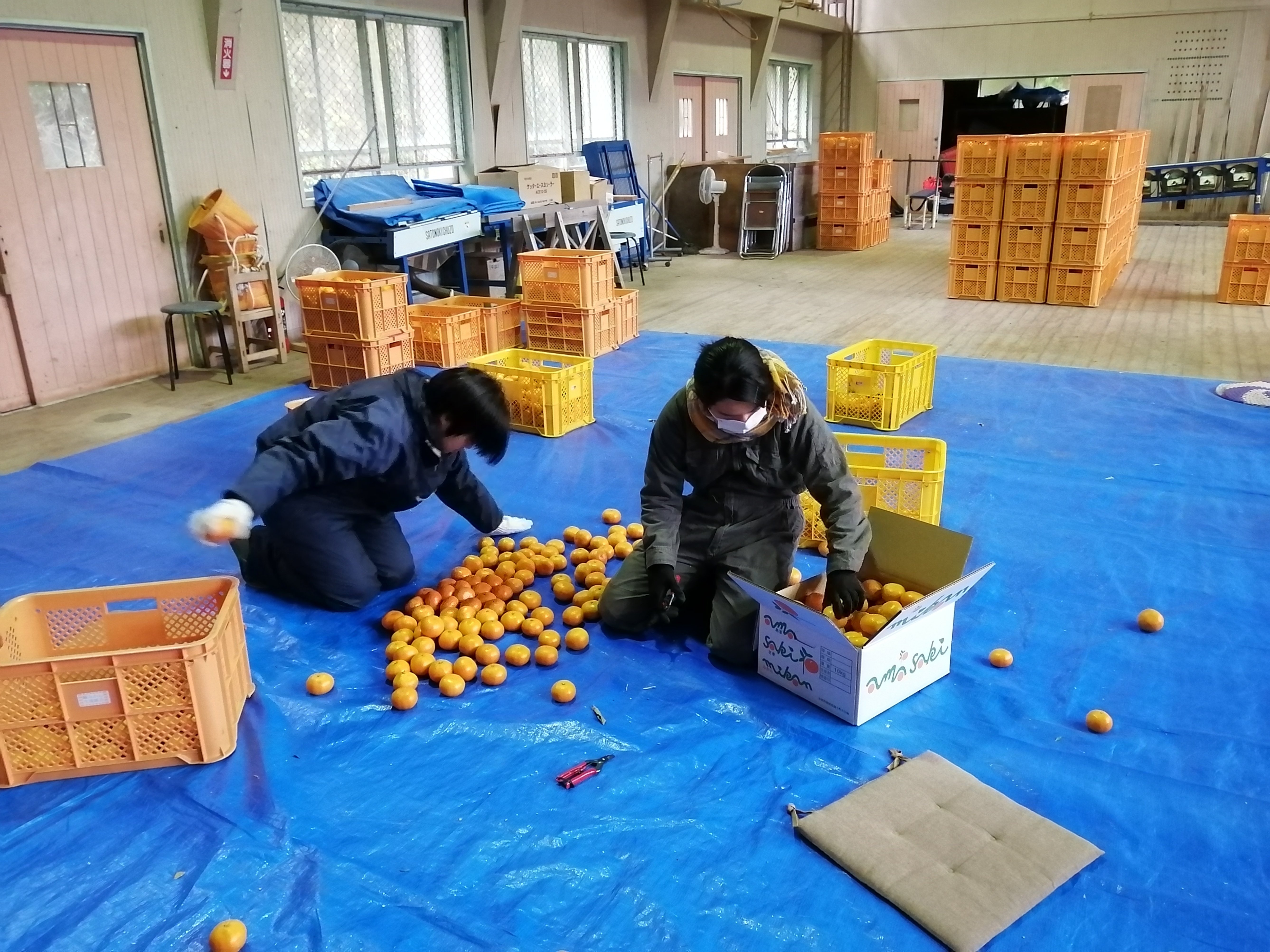 半官半Xの大山さんに密着！海士町特産「崎みかん」の現場支援レポート