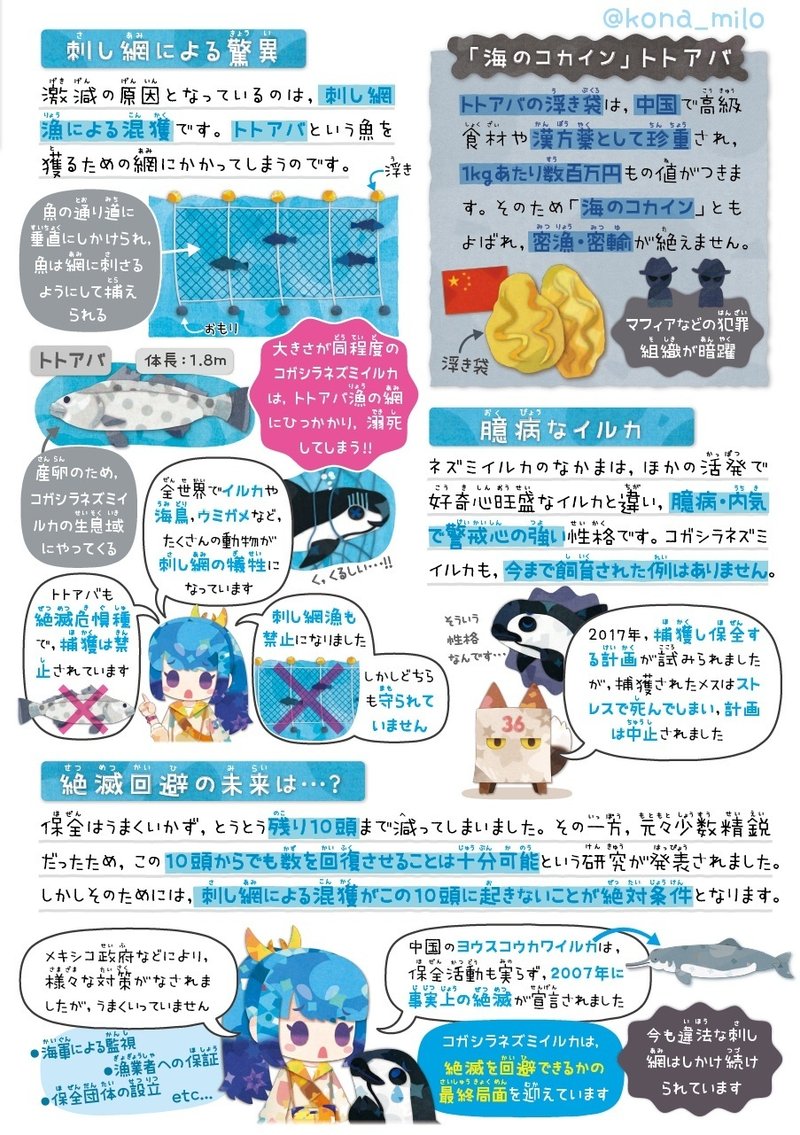 絶滅危機動物ファイル01「コガシラネズミイルカ」｜キクチミロ