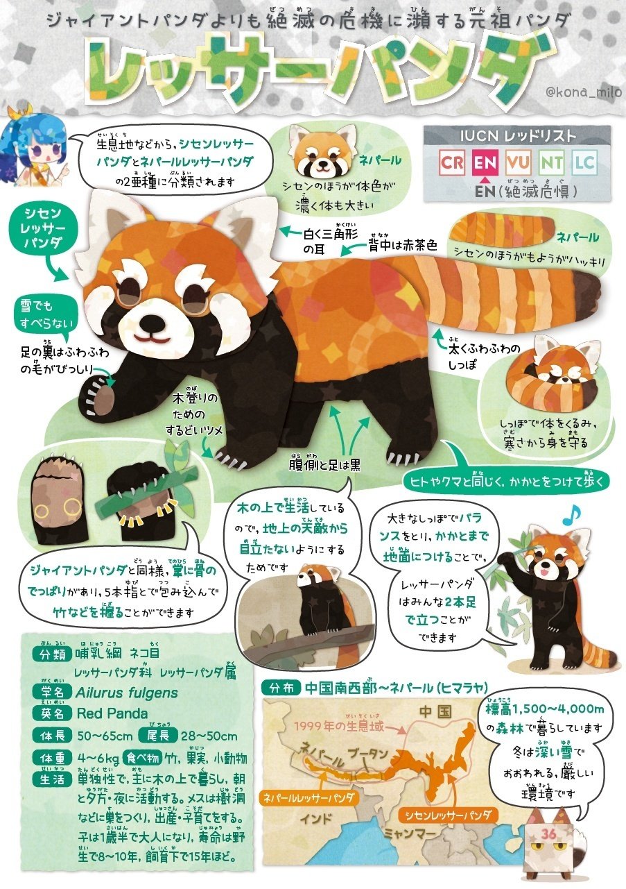 【レッサーパンダ】【2点まとめ】 様 リクエスト 2点 まとめ商品 ZXまとめて取引ok様 リクエスト 2